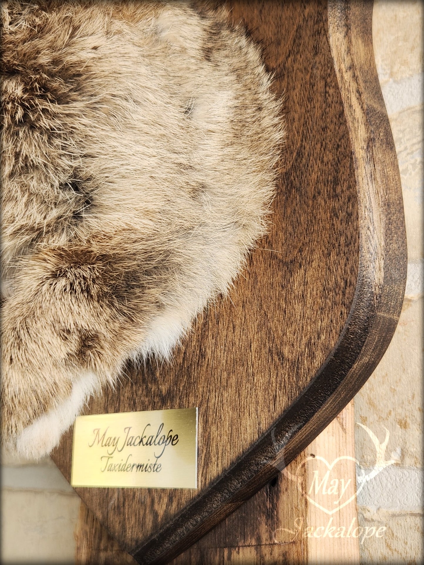 Brown jackalope taxidermy with dark eyes & real antlers
