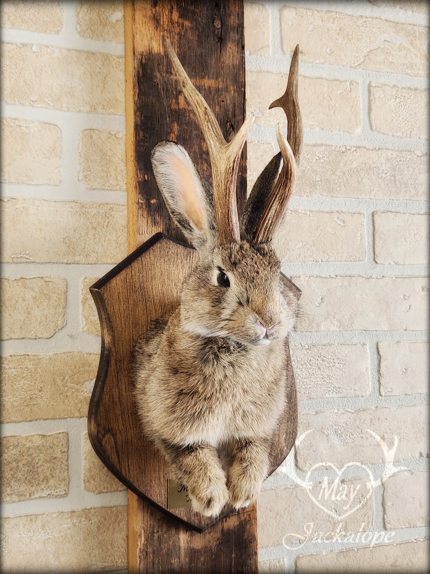 Brown jackalope taxidermy with dark eyes & real antlers