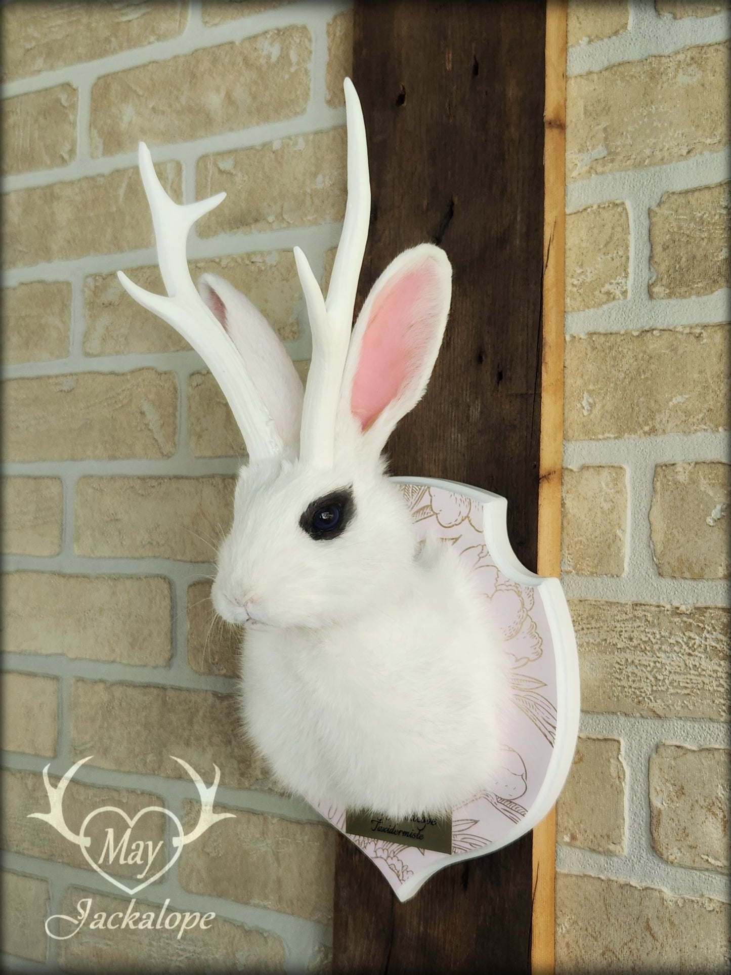 Petite taxidermie de jackalope blanc aux yeux bleus foncé avec réplique de panache.