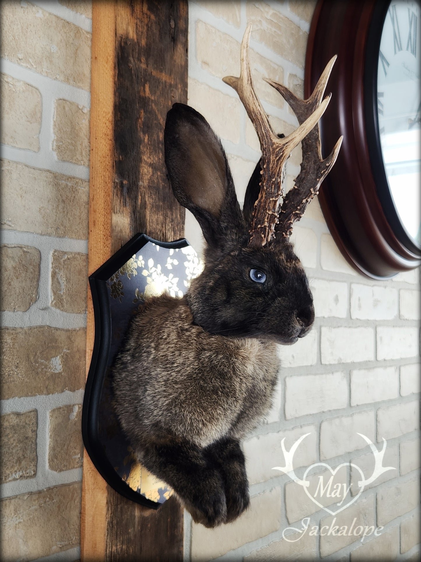Dark brown Jackalope taxidermy with light blue eyes and real antlers, on a decorated plaque