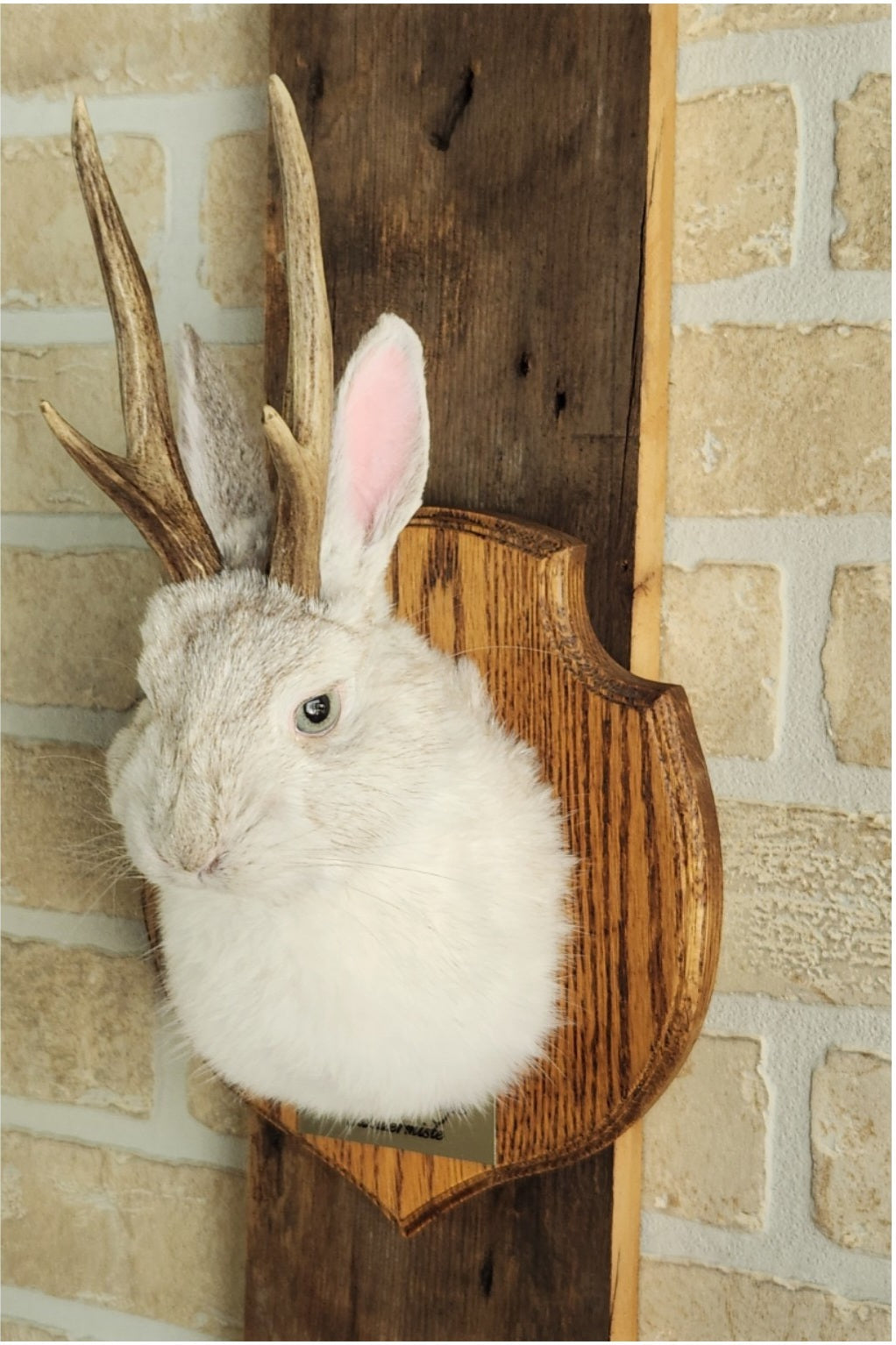 Taxidermie d'un mini jackalope pâle avec un vrai panache