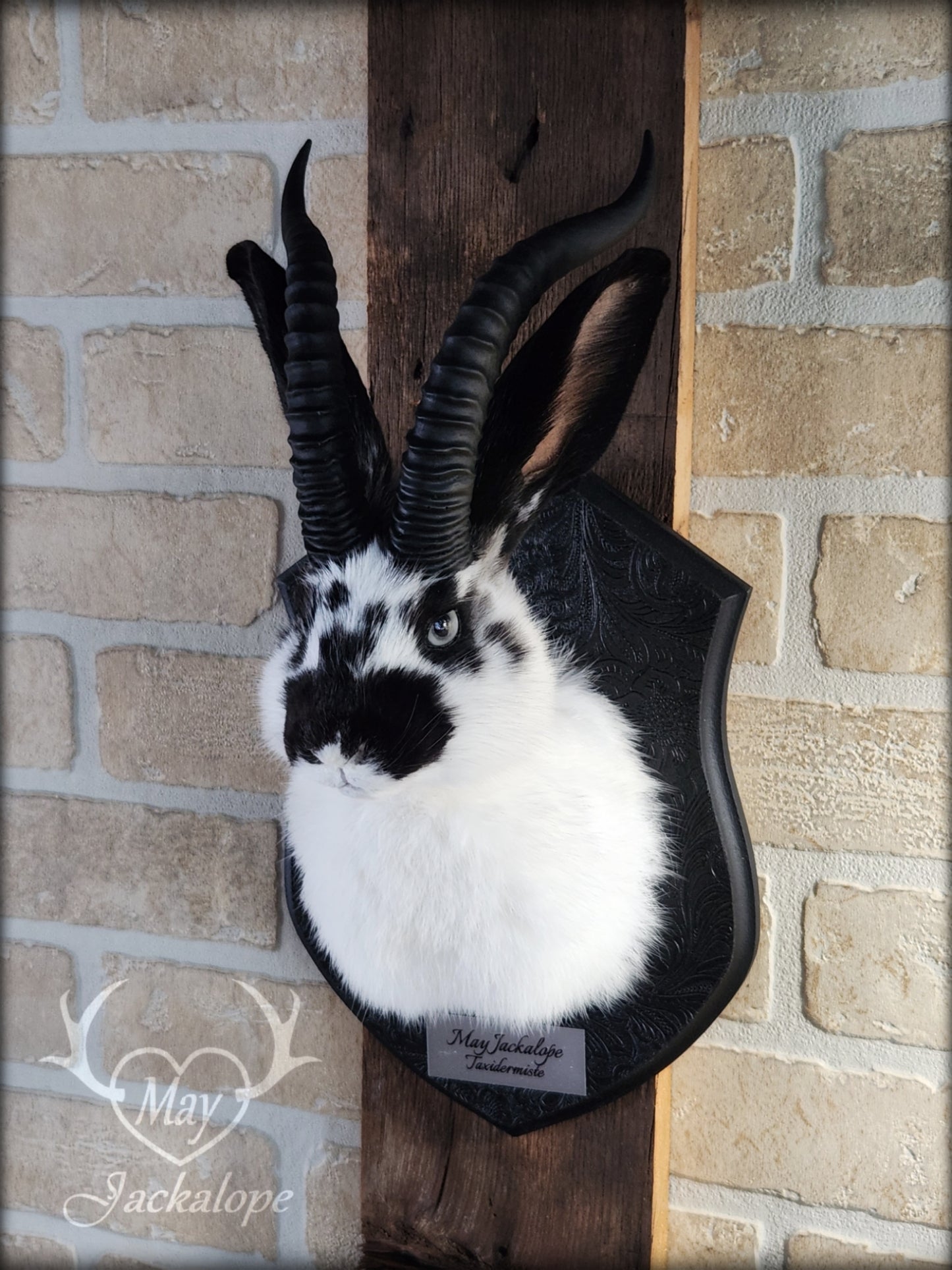 Small white & black Jackalope taxidermy with grey eyes and horns replica
