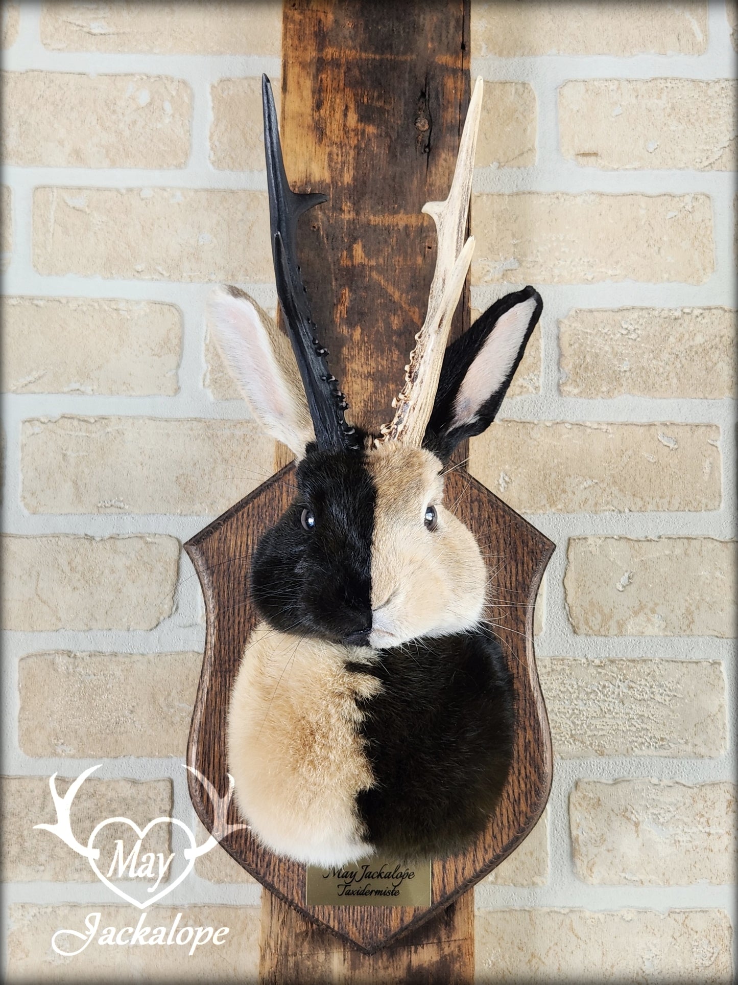 Harlequin Jackalope taxidermy with hazel eyes and real antlers
