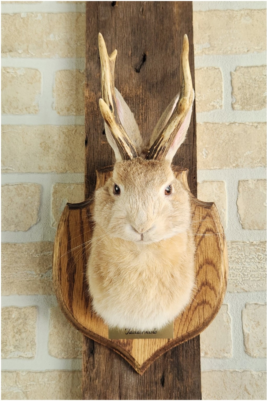 Taxidermies d'un minis jackalopes beige avec vrais un panaches