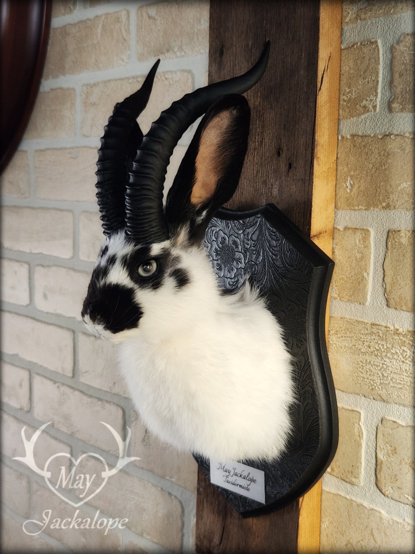 Small white & black Jackalope taxidermy with grey eyes and horns replica