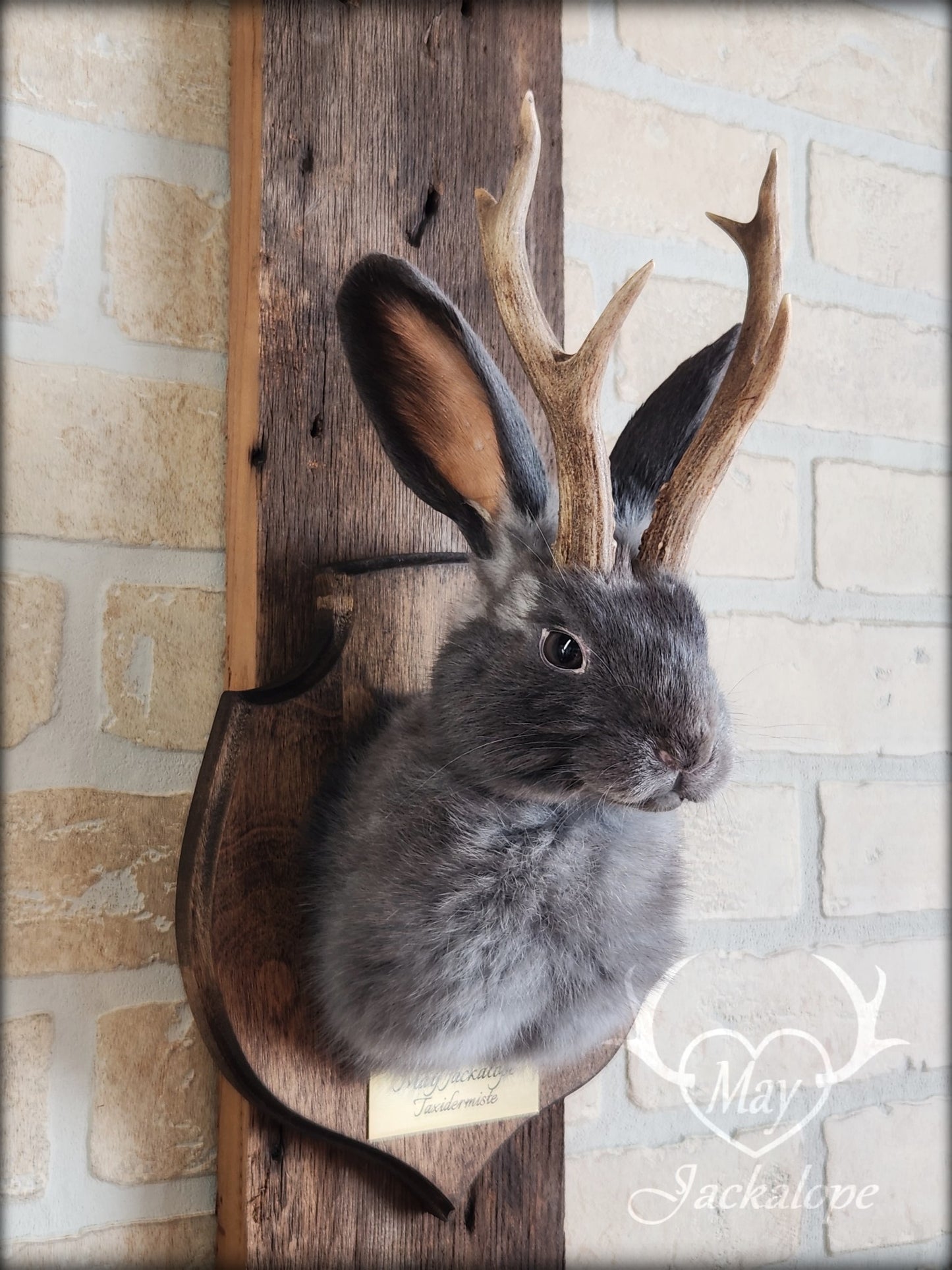 Small blue jackalope taxidermy with brown eyes & real antlers