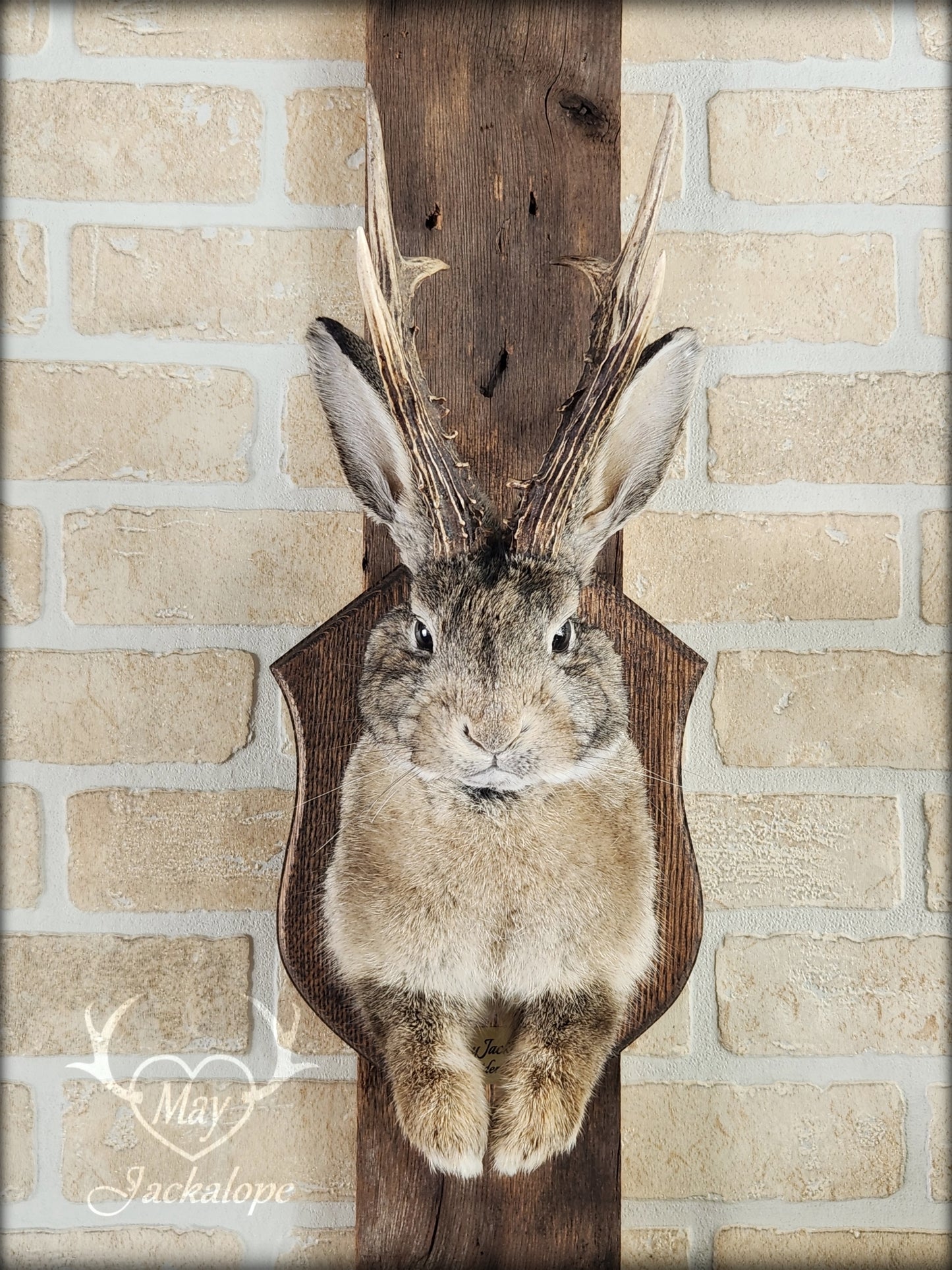 Taxidermie de Jackalope brun naturel avec des yeux foncés et de vraies bois.