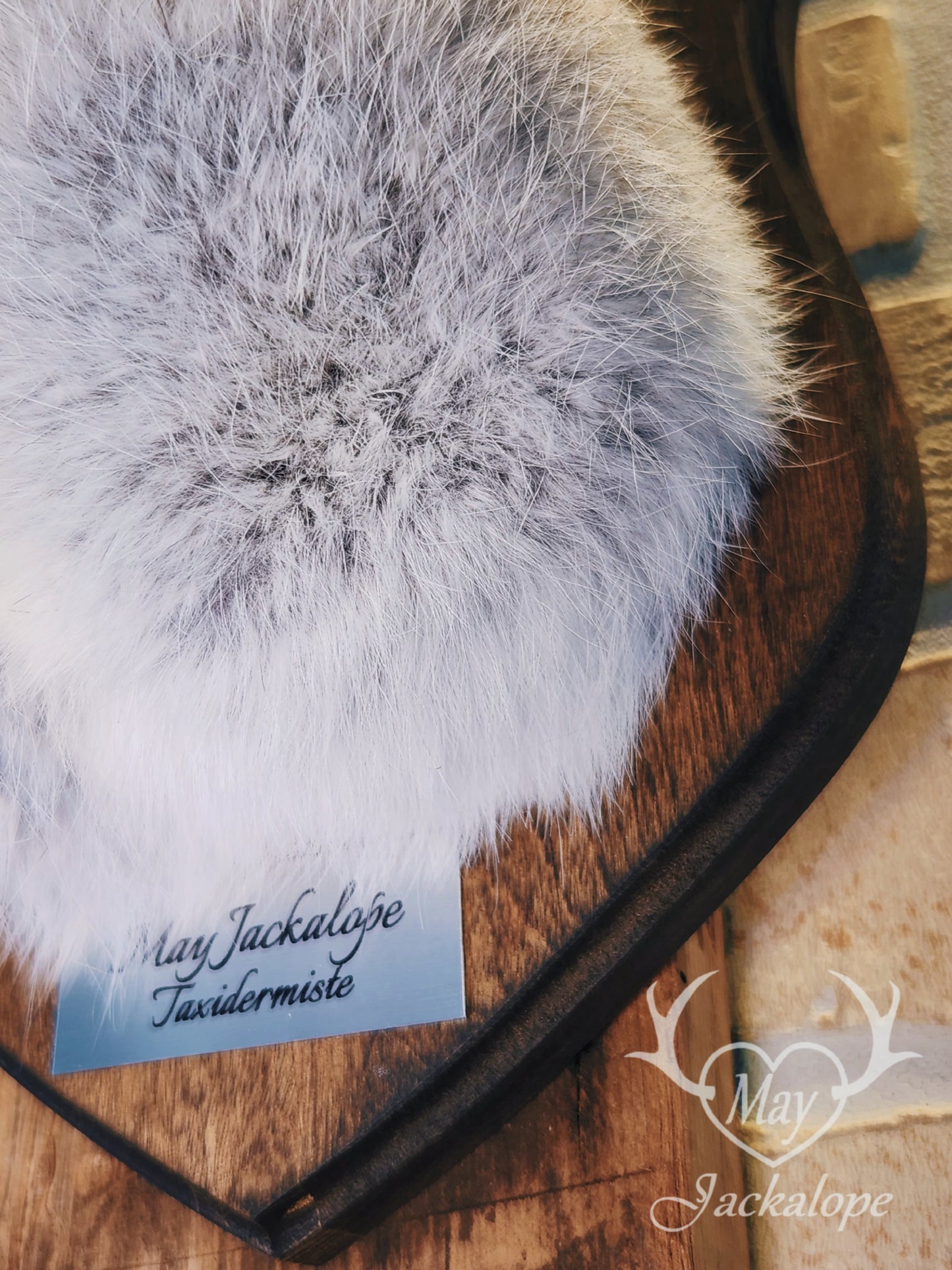 Grey jackalope taxidermy with dark eyes & real antlers