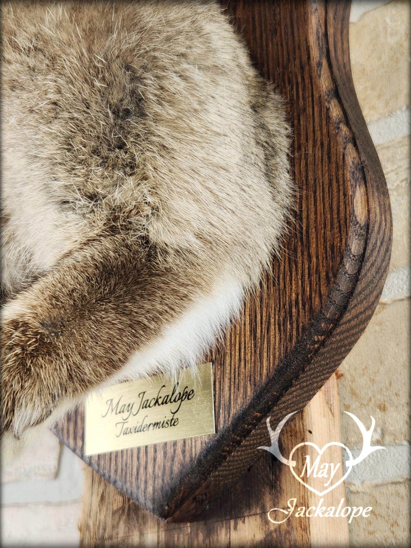 Taxidermie de Jackalope brun naturel avec des yeux foncés et de vraies bois.