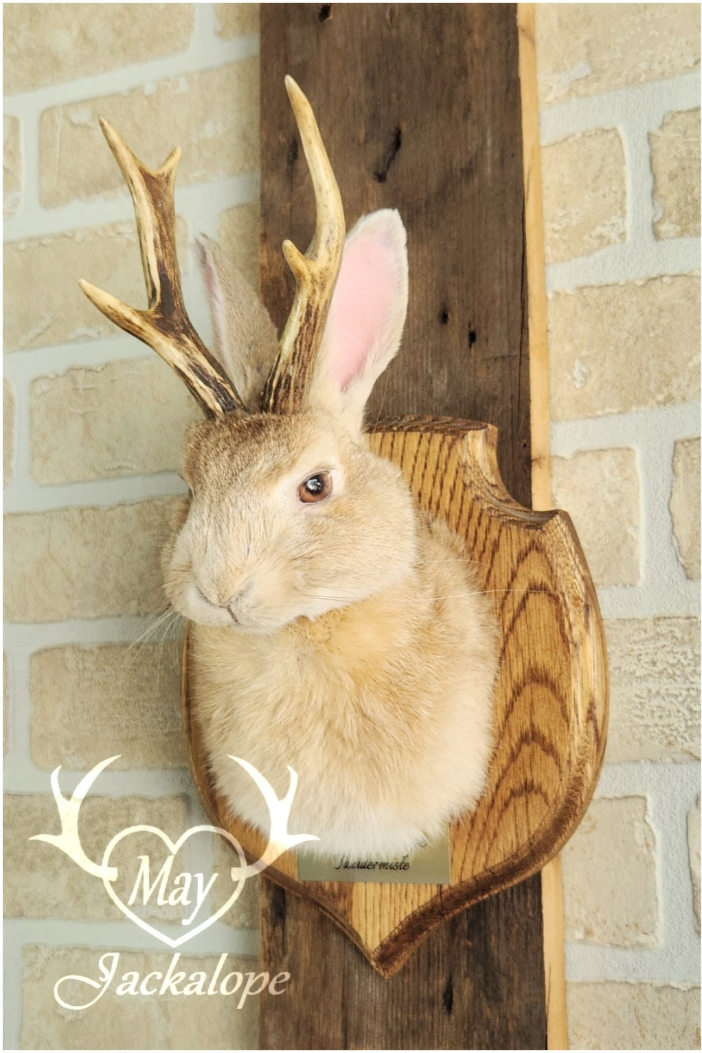 Taxidermies d'un minis jackalopes beige avec vrais un panaches