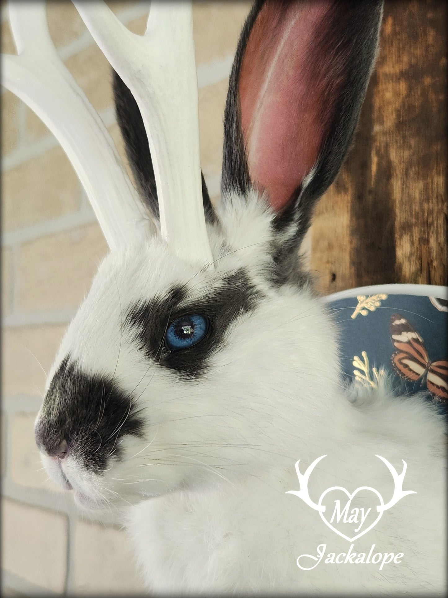 Petite taxidermie de jackalope blanc et gris aux yeux bleus avec réplique de panache.