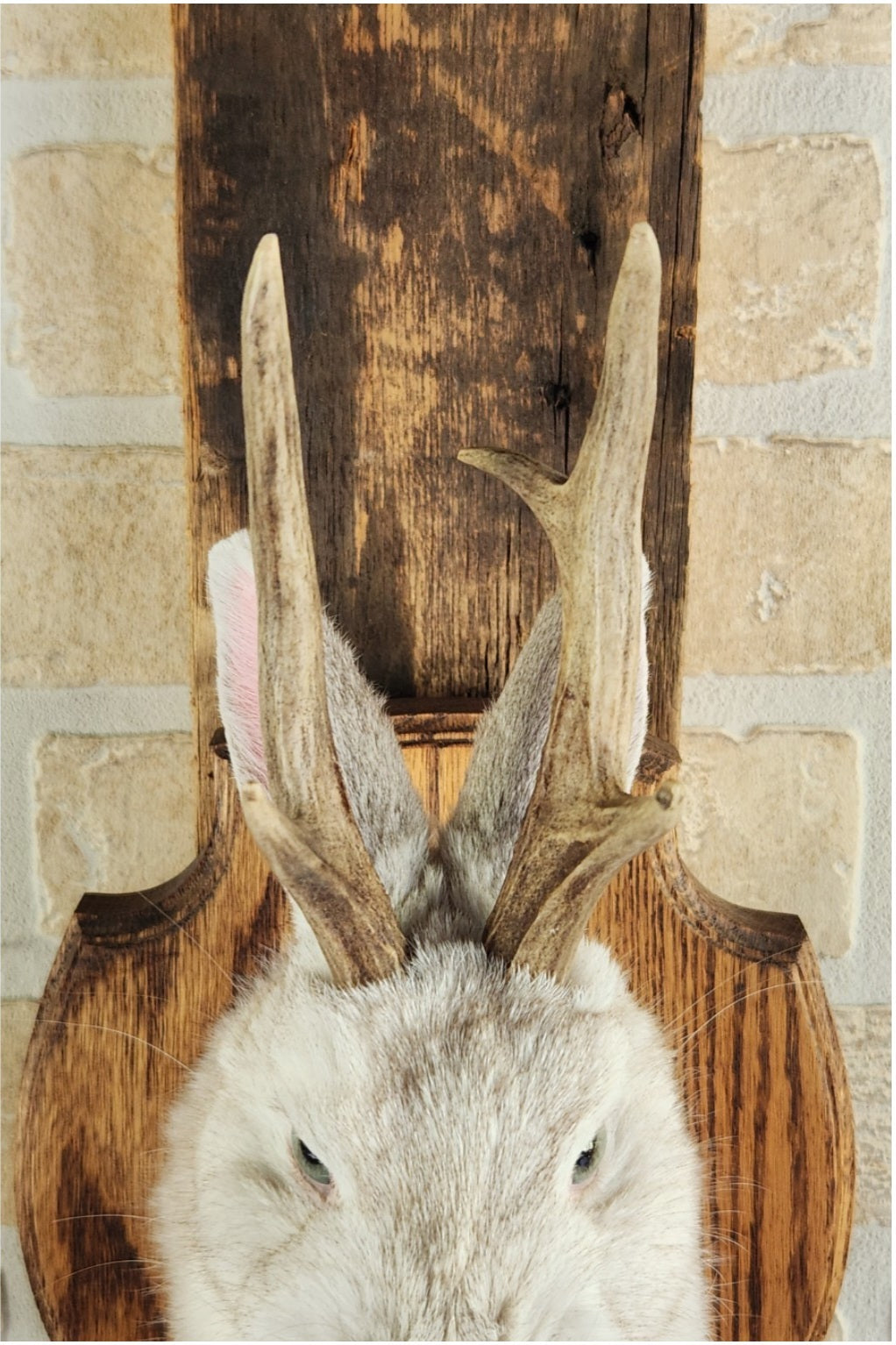 Taxidermie d'un mini jackalope pâle avec un vrai panache