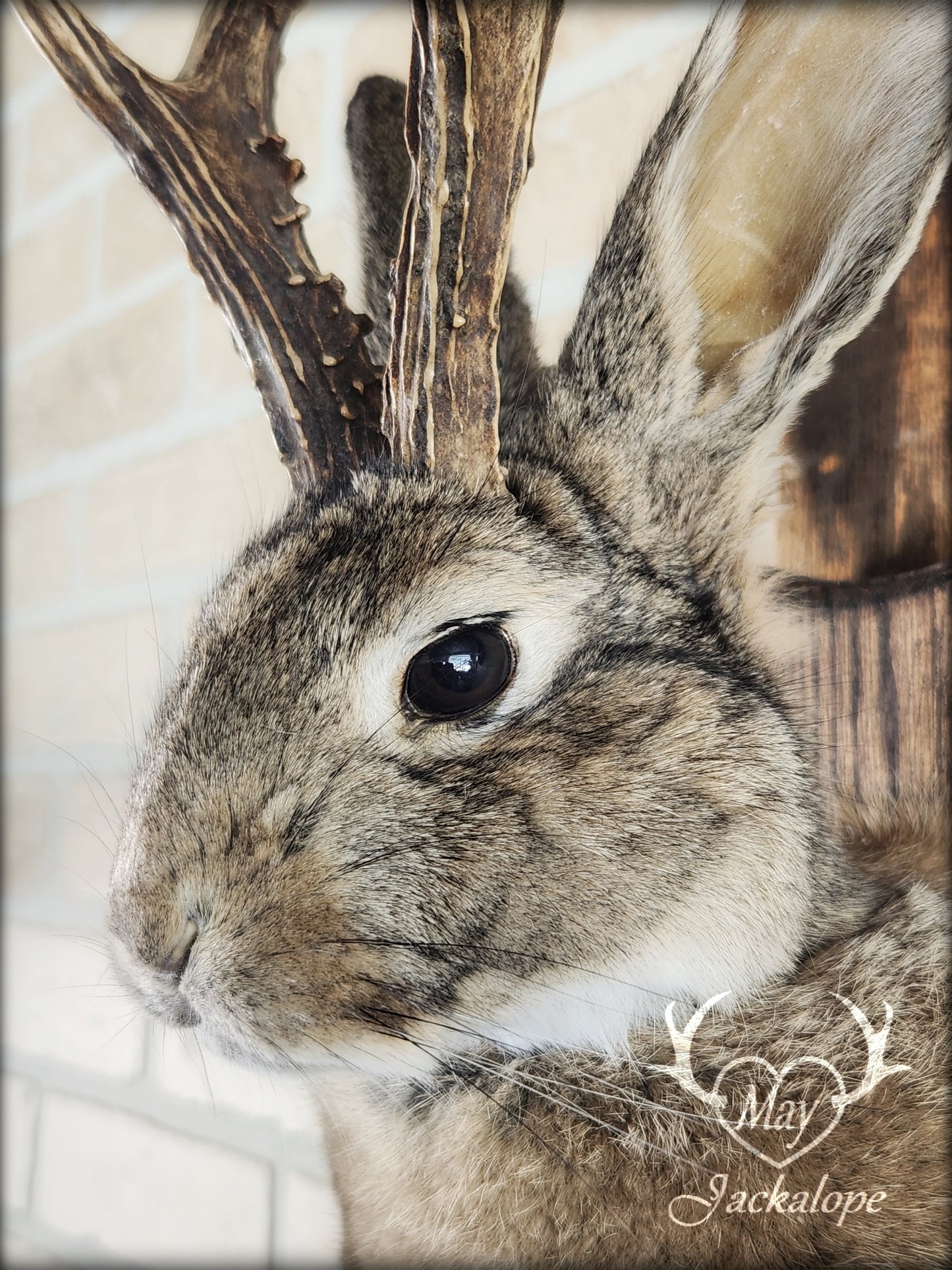 Taxidermie de Jackalope brun naturel avec des yeux foncés et de vraies bois.