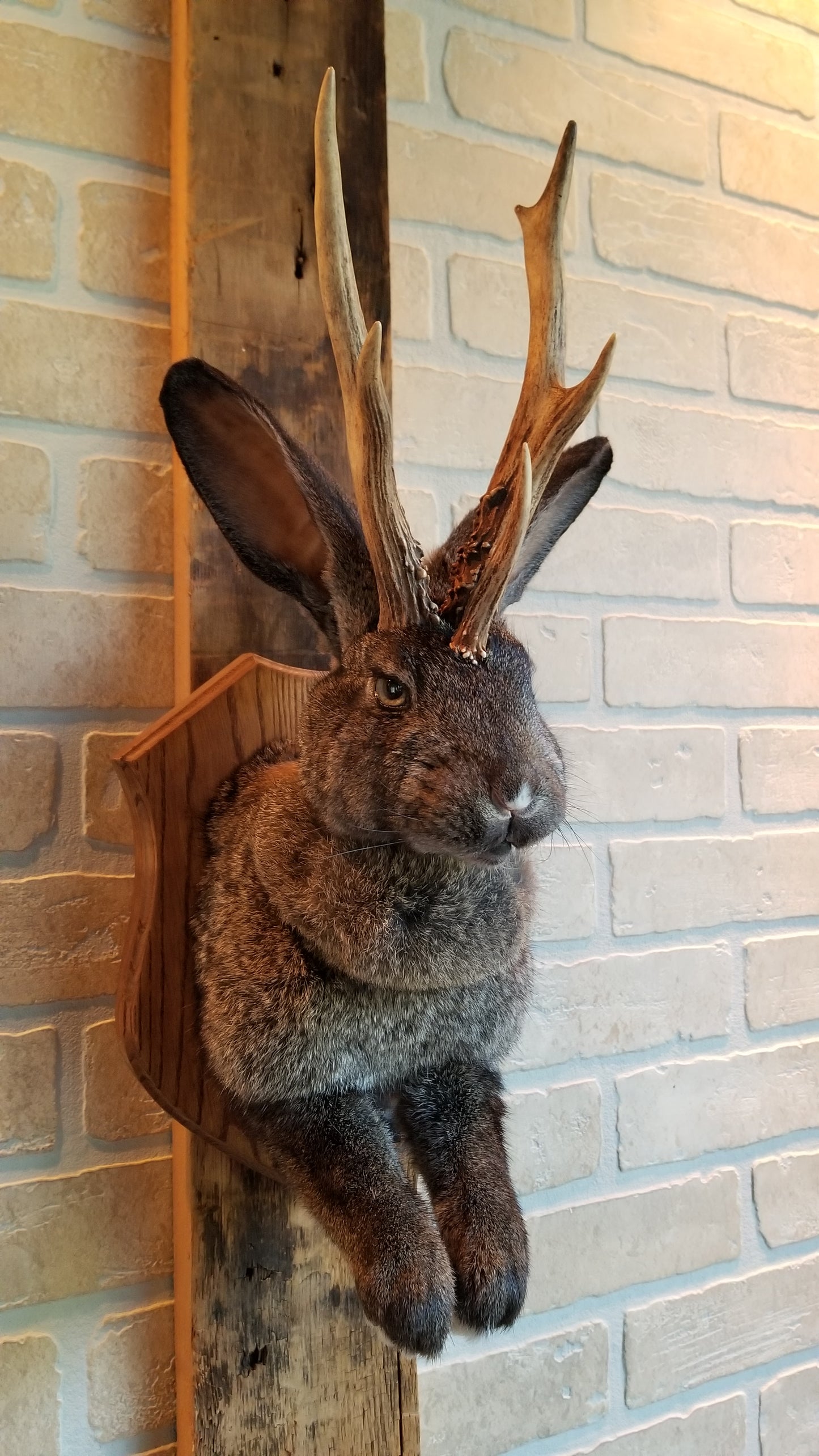 Dark brown Jackalope taxidermy XL