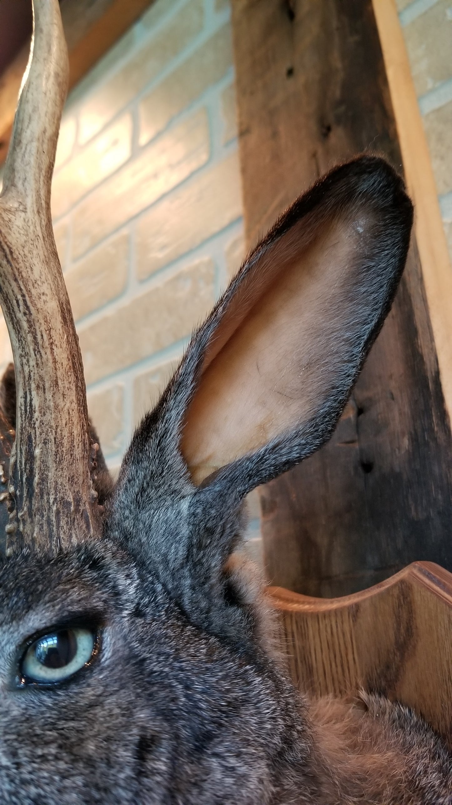 Dark brown Jackalope taxidermy XL