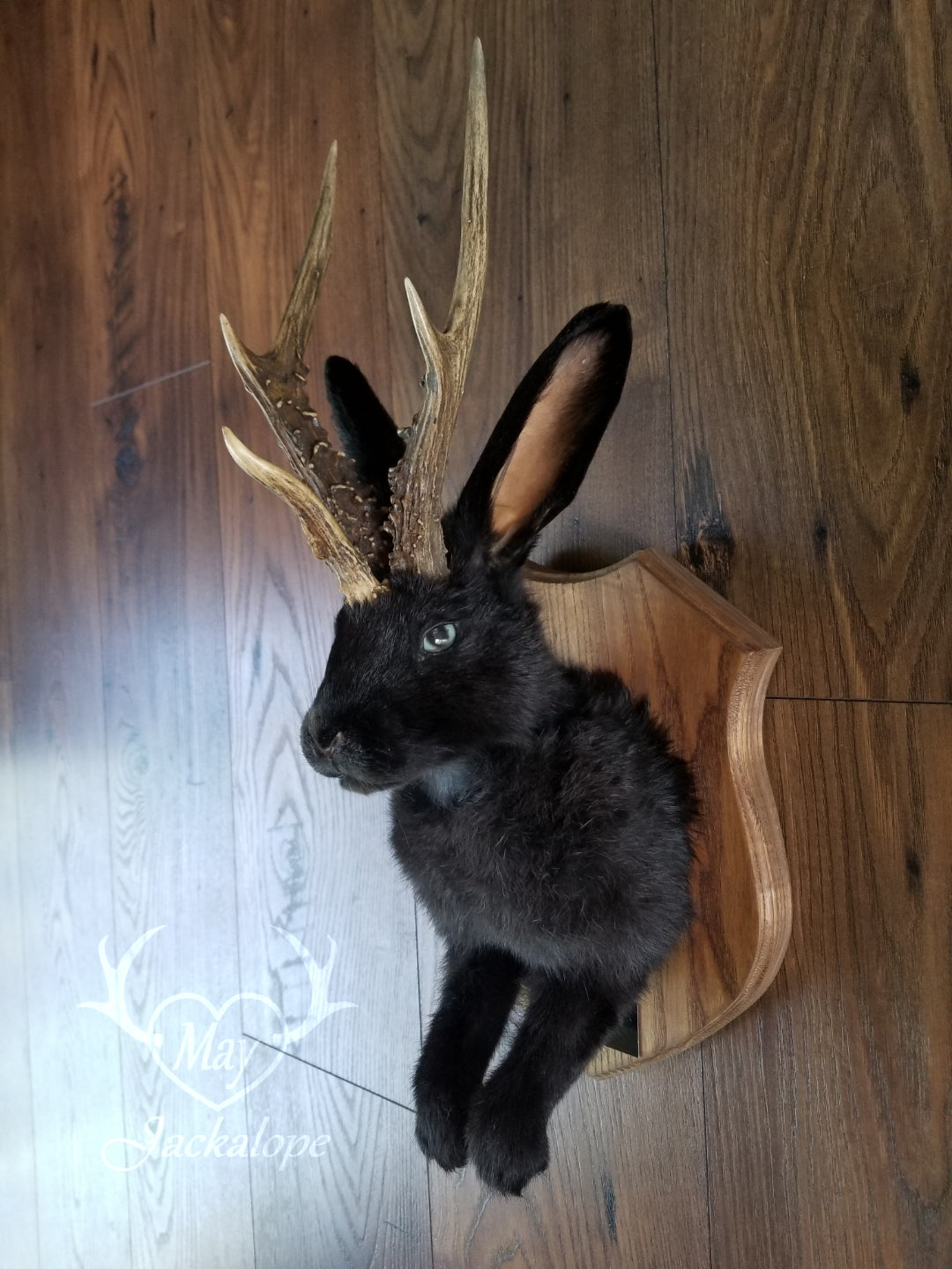 black Jackalope taxidermy with real antlers
