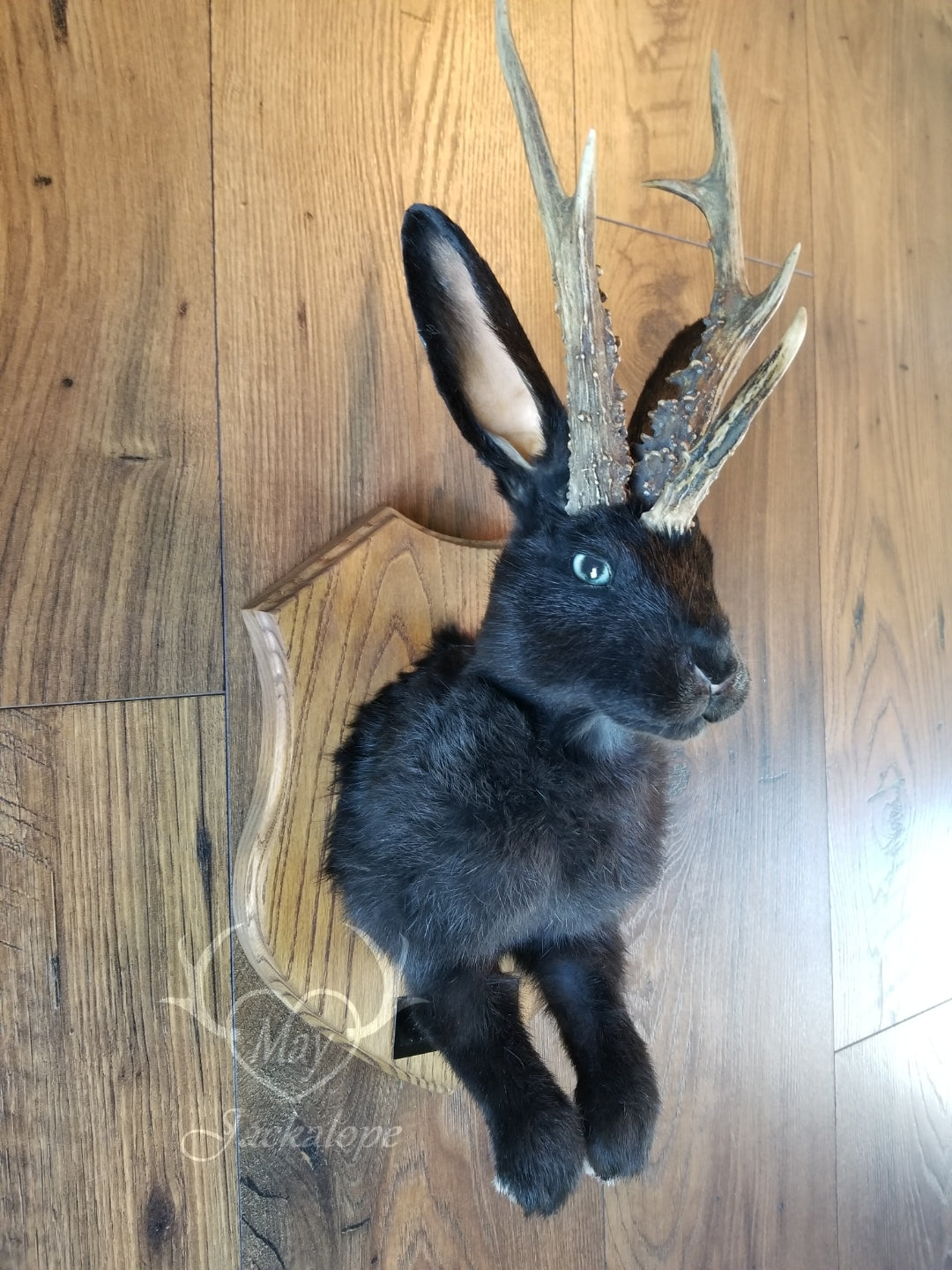 black Jackalope taxidermy with real antlers