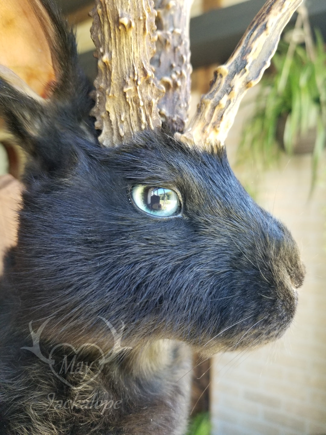 black Jackalope taxidermy with real antlers
