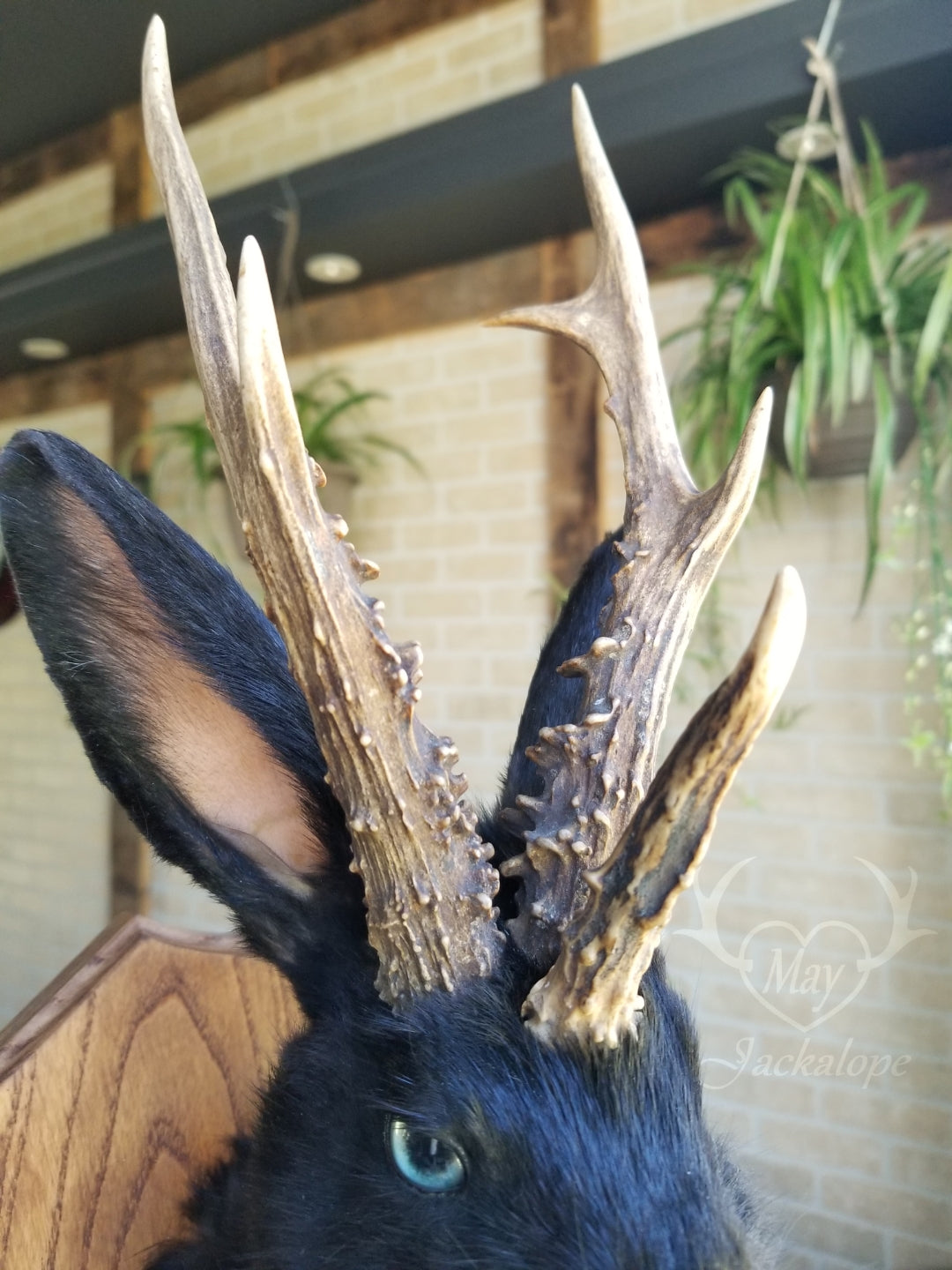 black Jackalope taxidermy with real antlers