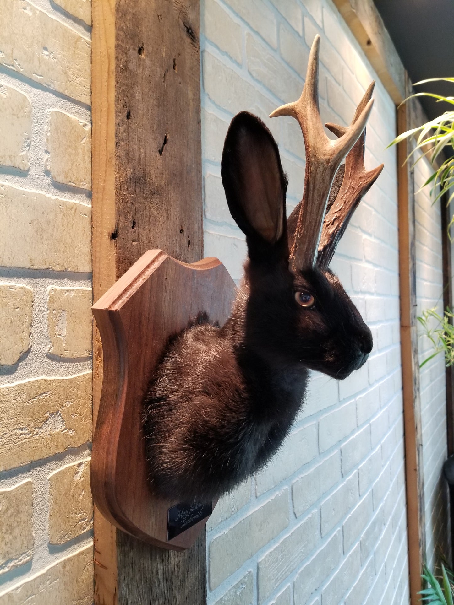 Black Jackalope taxidermy with real antlers and luminous quartz
