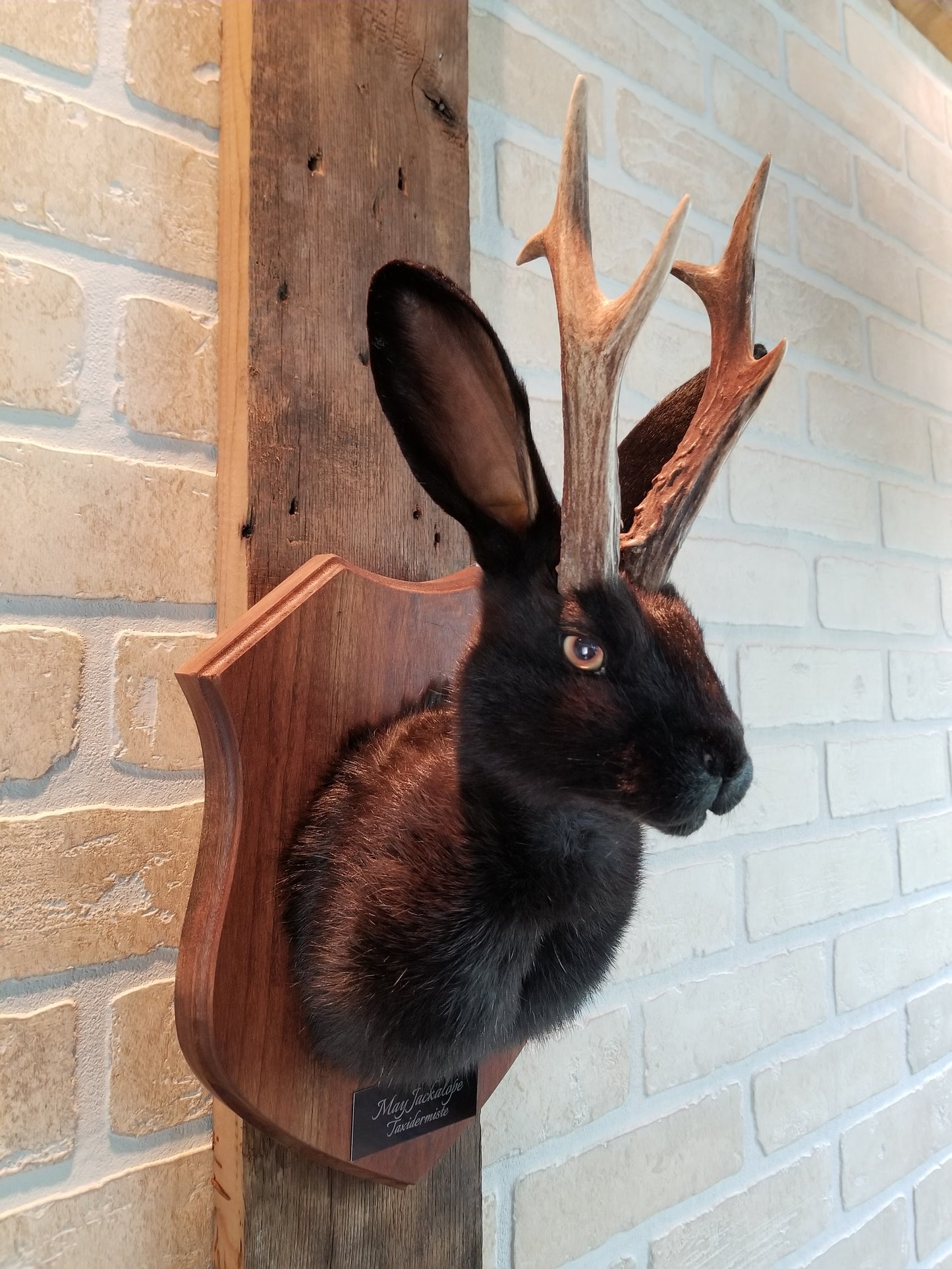 Black Jackalope taxidermy with real antlers and luminous quartz