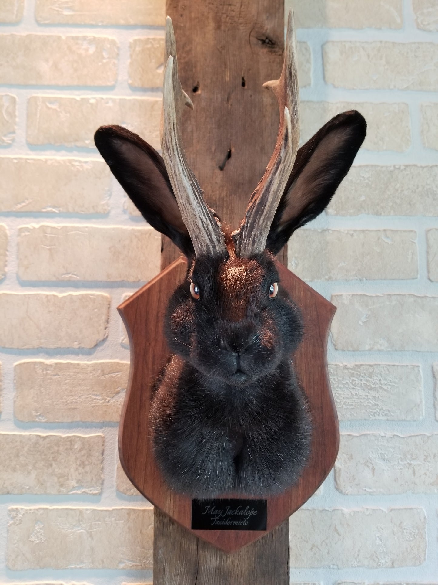 Black Jackalope taxidermy with real antlers and luminous quartz