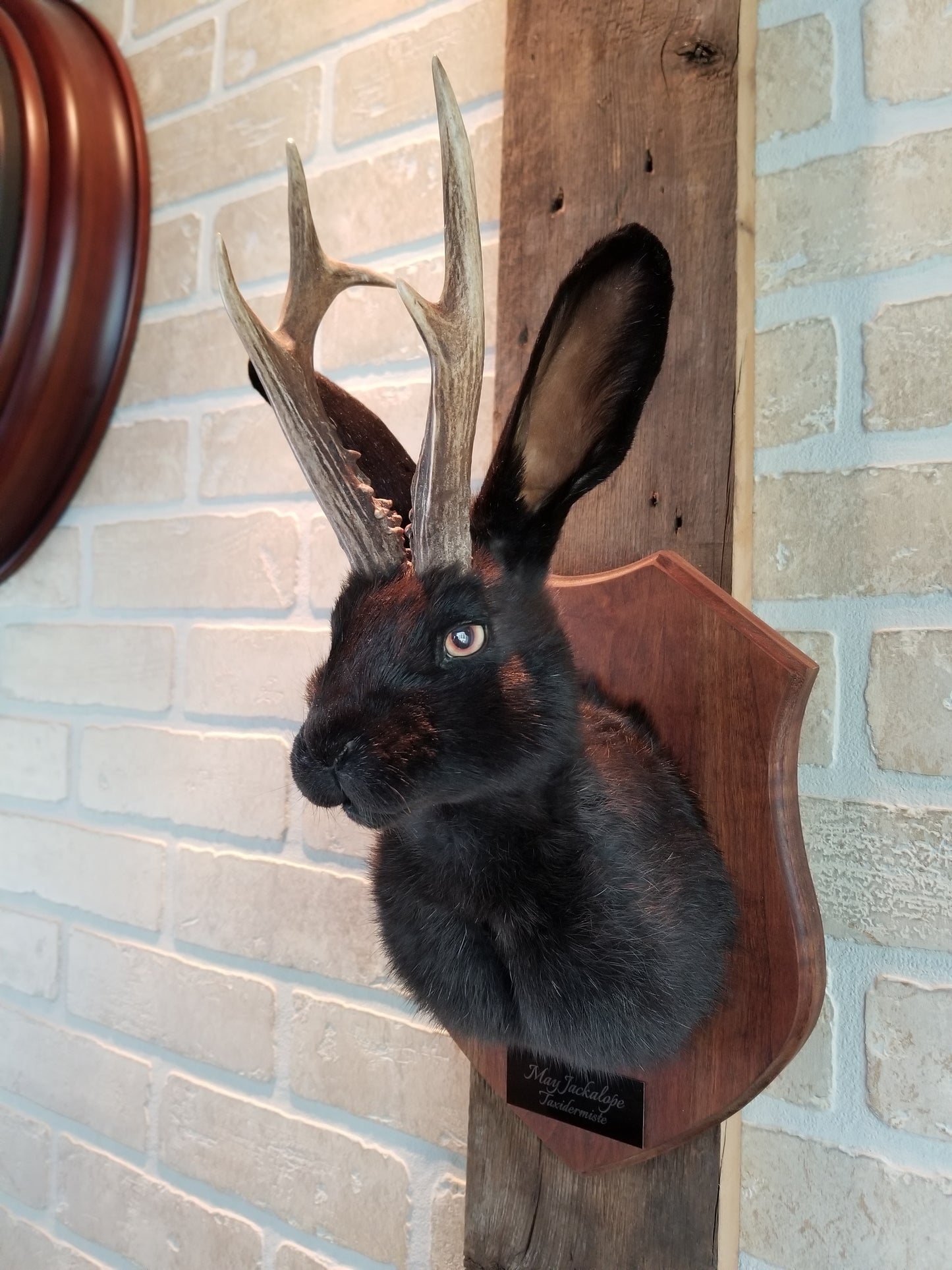 Black Jackalope taxidermy with real antlers and luminous quartz