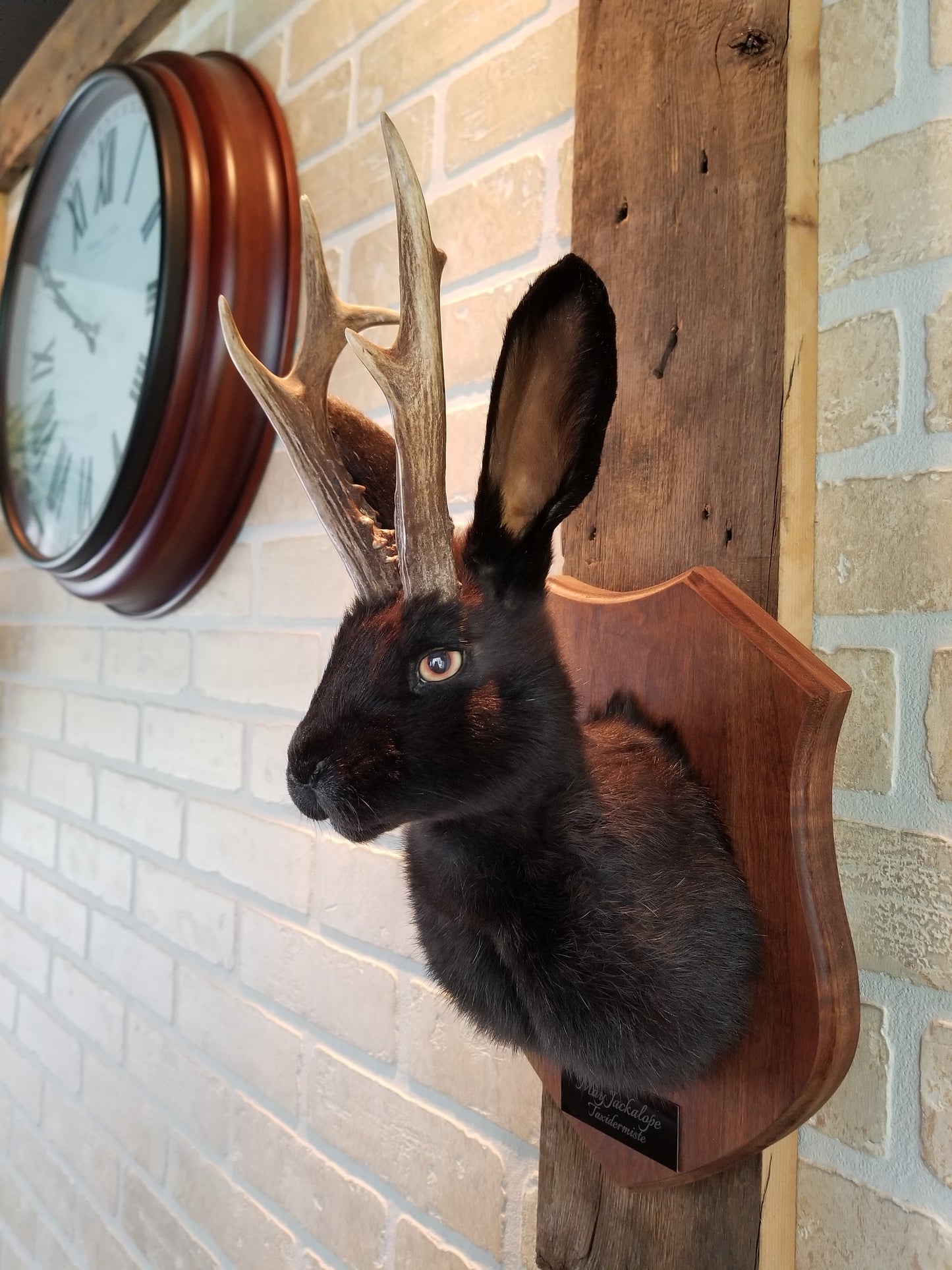 Black Jackalope taxidermy with real antlers and luminous quartz