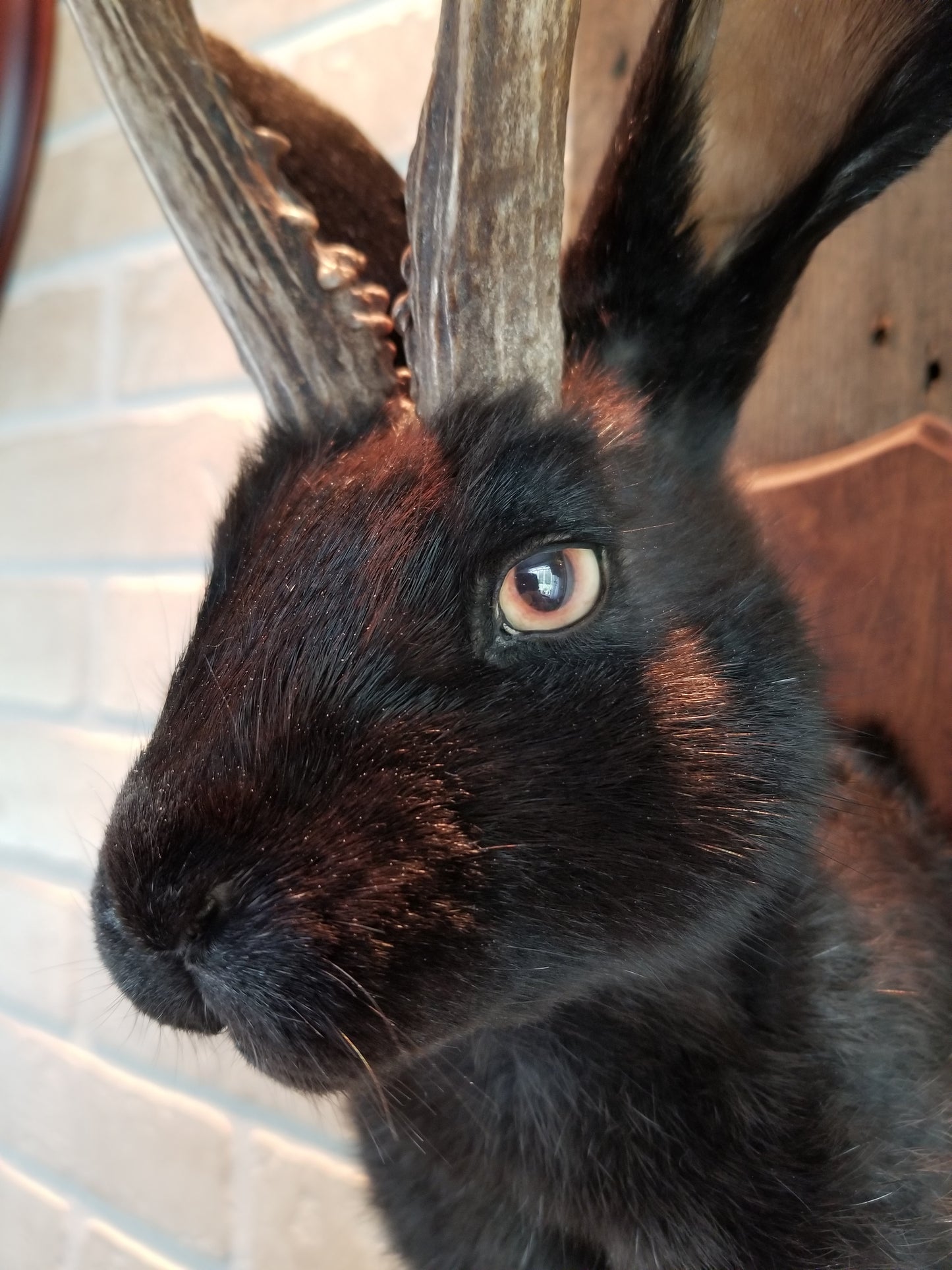 Black Jackalope taxidermy with real antlers and luminous quartz