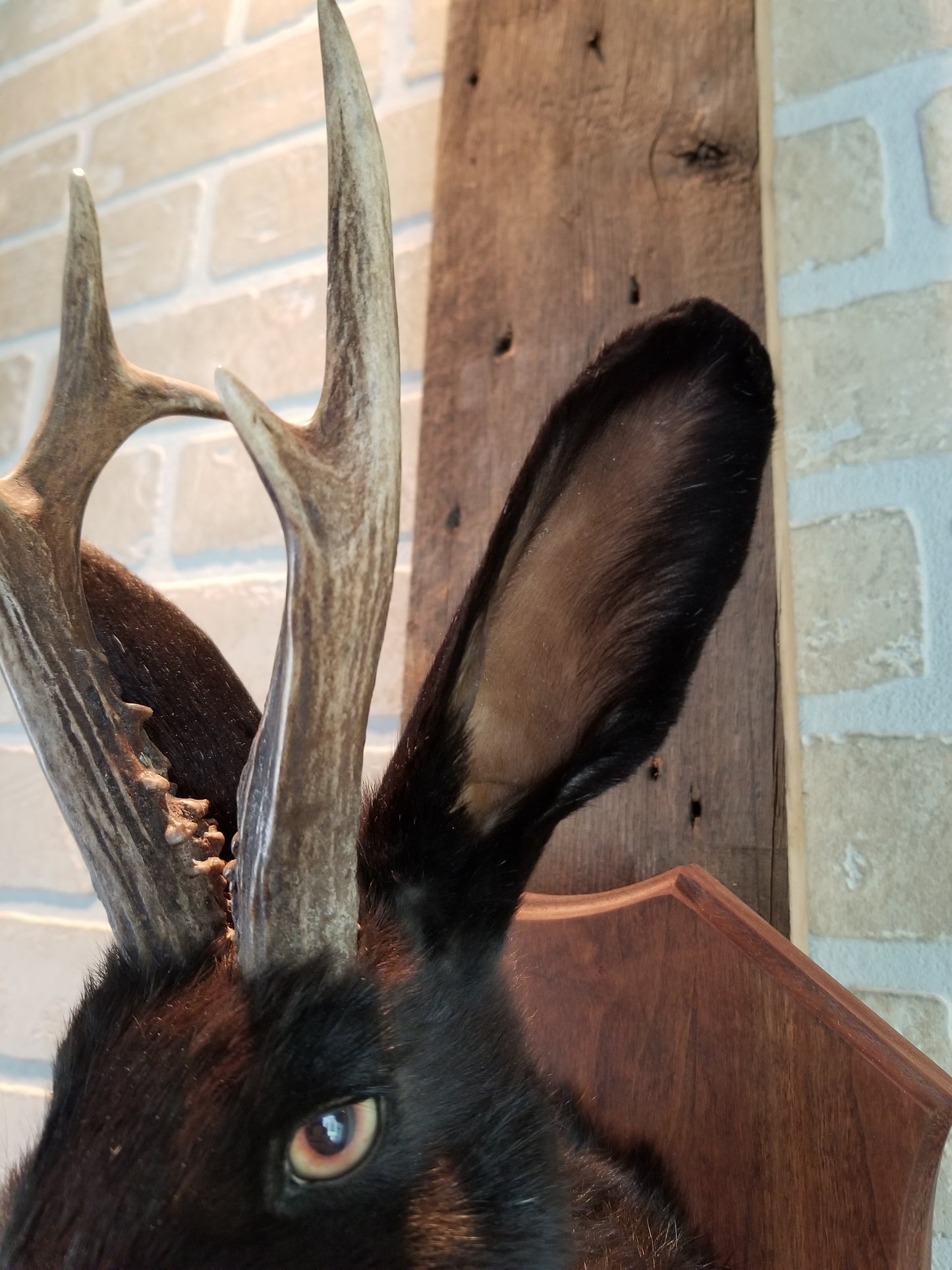 Black Jackalope taxidermy with real antlers and luminous quartz