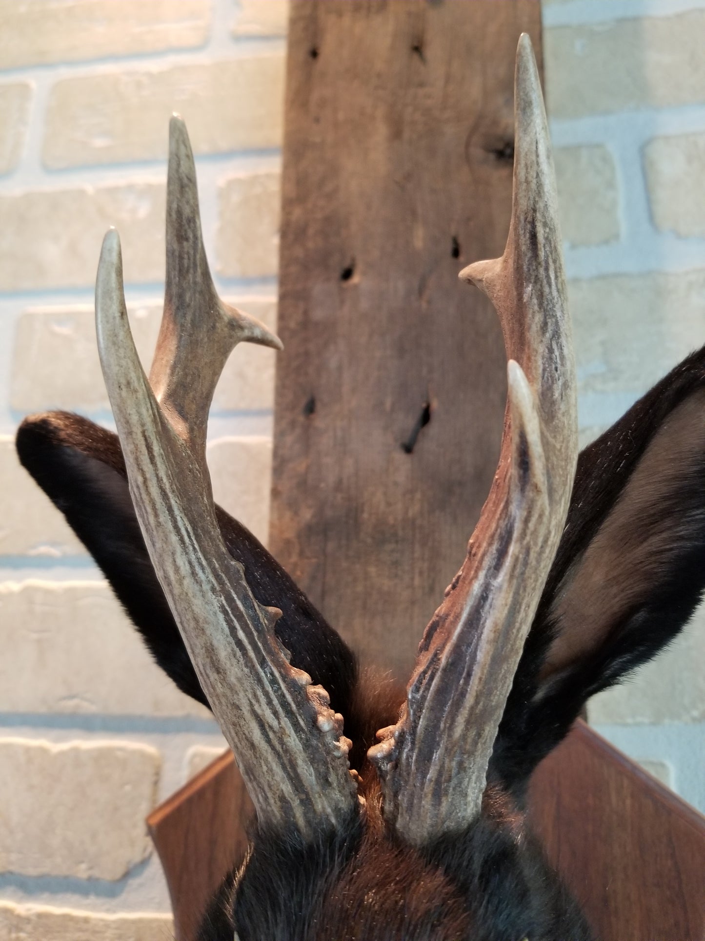 Black Jackalope taxidermy with real antlers and luminous quartz