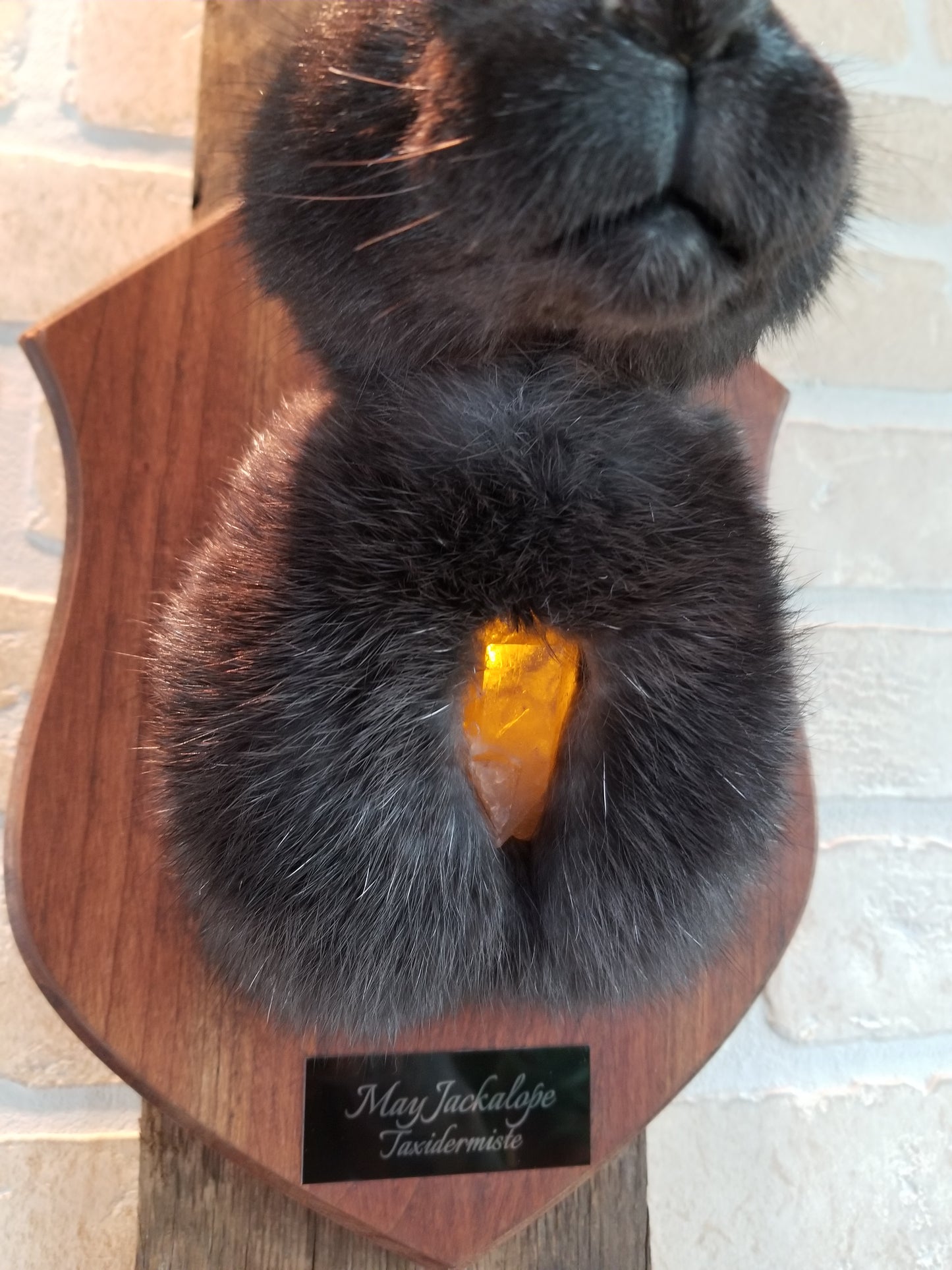 Black Jackalope taxidermy with real antlers and luminous quartz