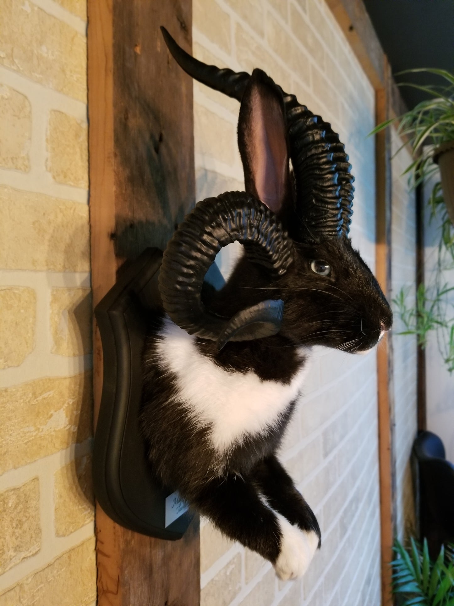 Black and White Jackalope taxidermy with 4 horns