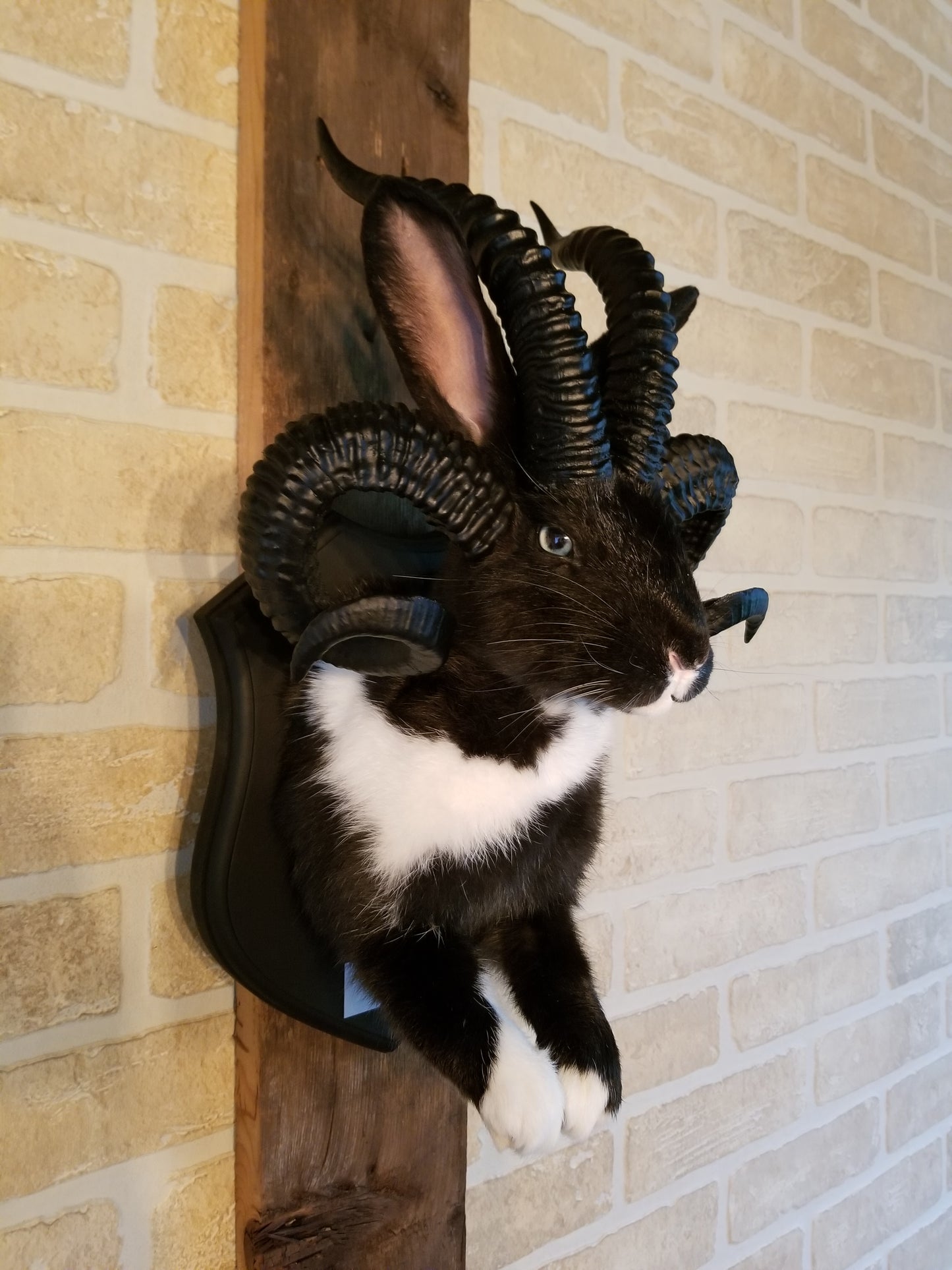 Black and White Jackalope taxidermy with 4 horns