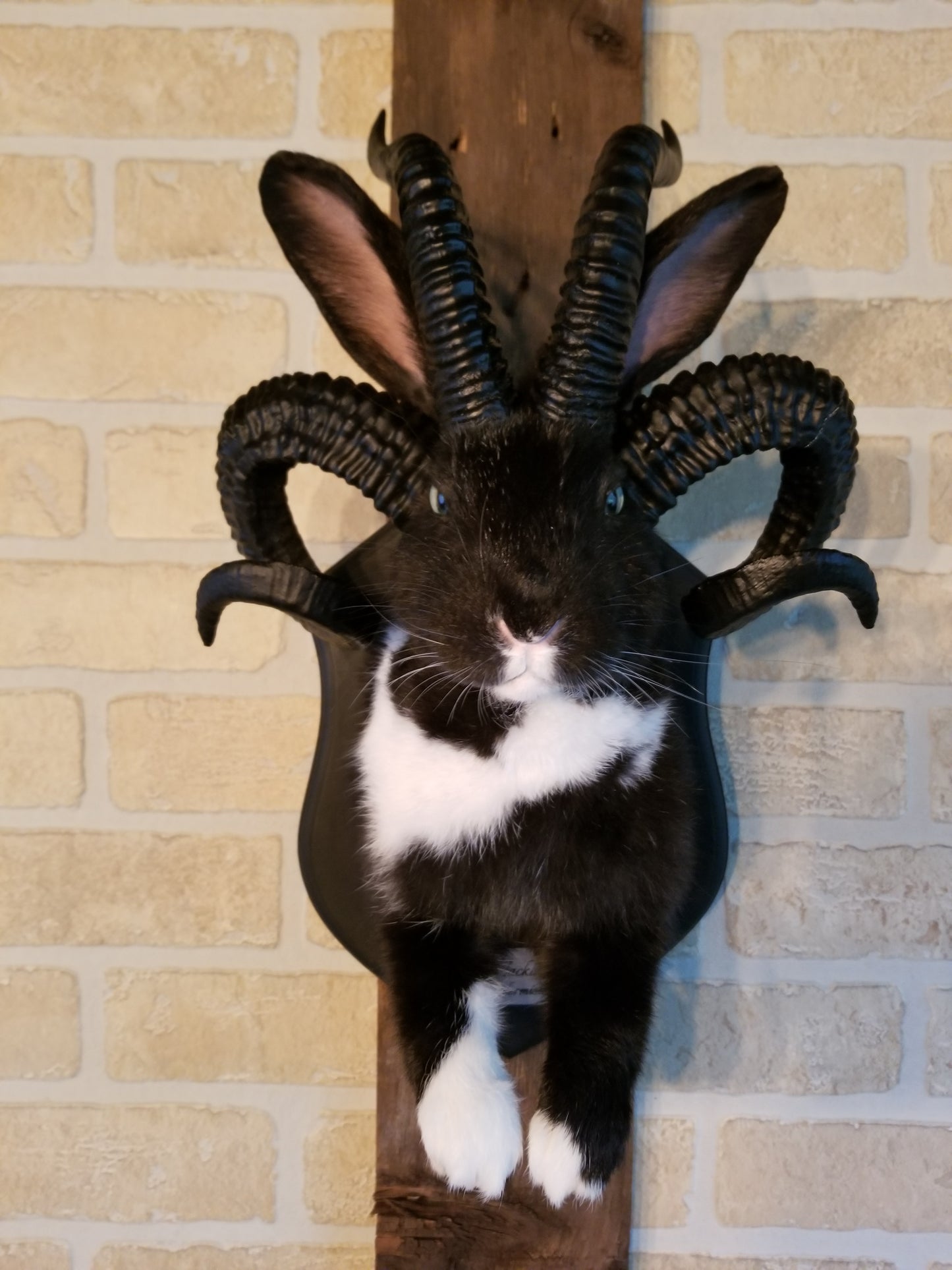 Black and White Jackalope taxidermy with 4 horns
