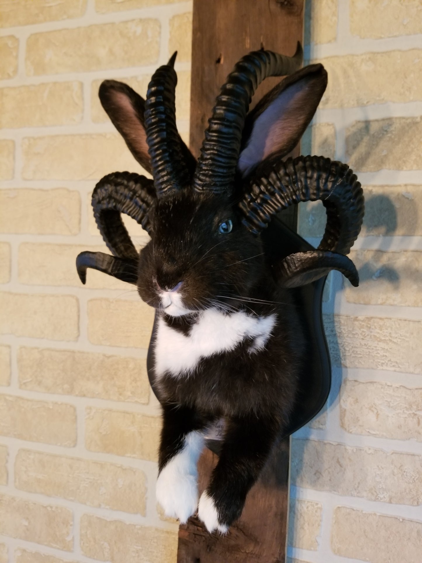 Black and White Jackalope taxidermy with 4 horns