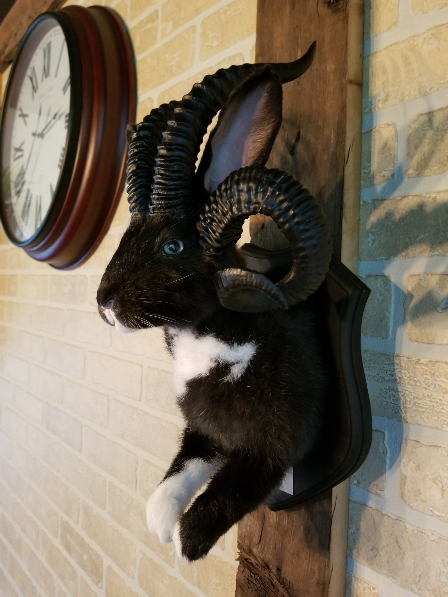 Black and White Jackalope taxidermy with 4 horns