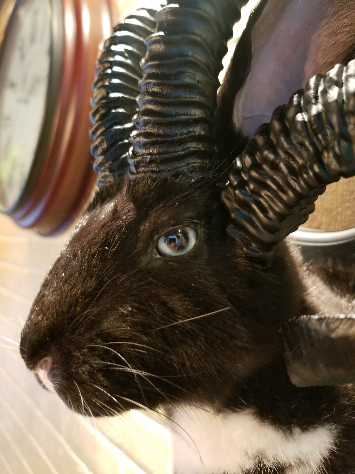 Black and White Jackalope taxidermy with 4 horns