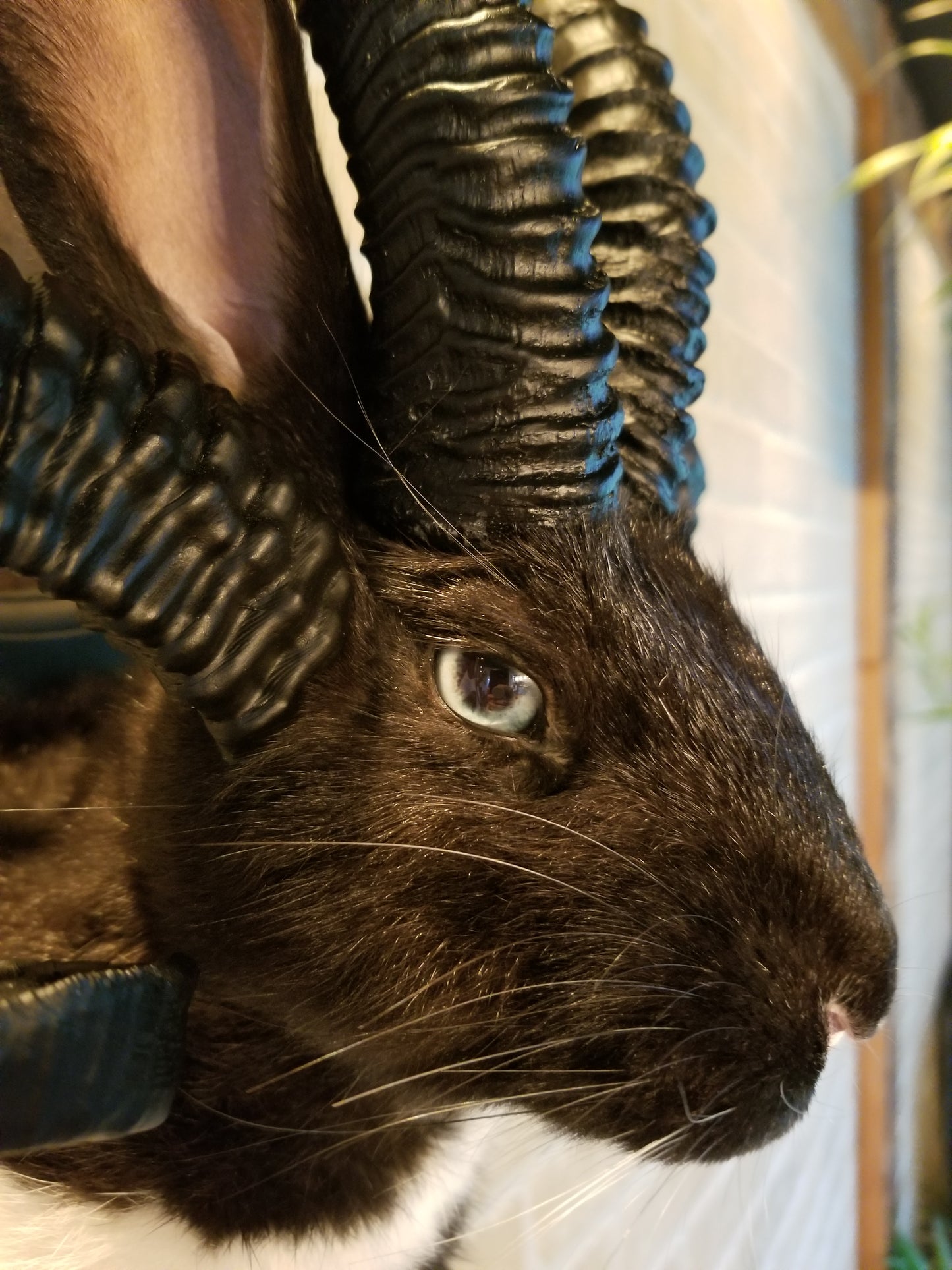 Black and White Jackalope taxidermy with 4 horns
