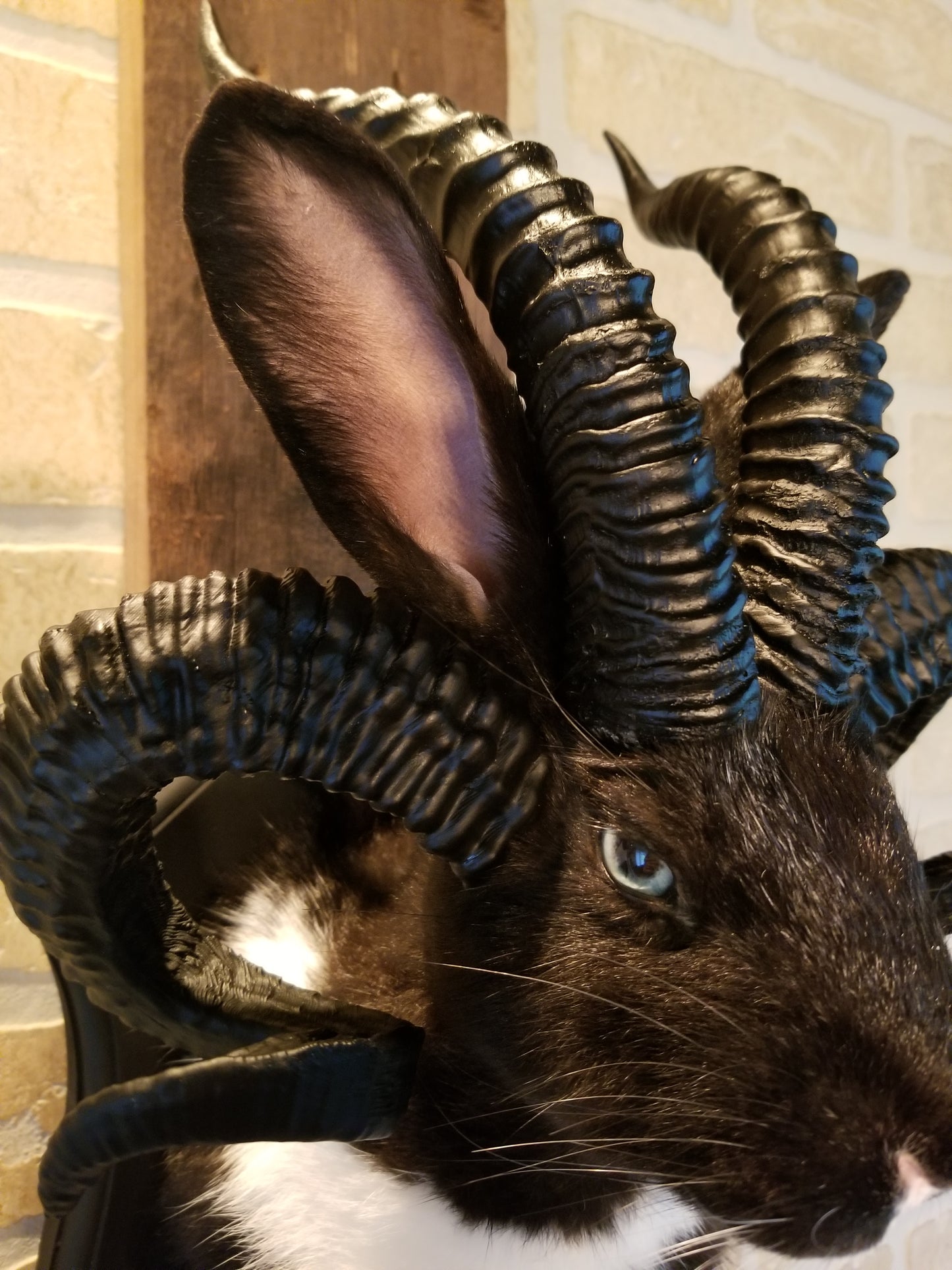 Black and White Jackalope taxidermy with 4 horns