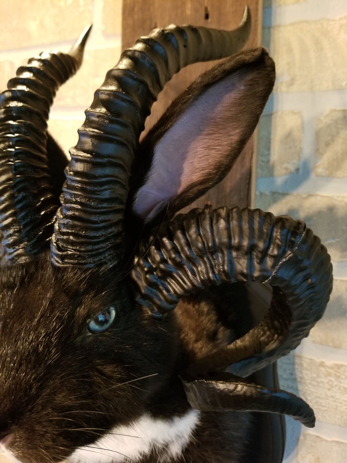 Black and White Jackalope taxidermy with 4 horns