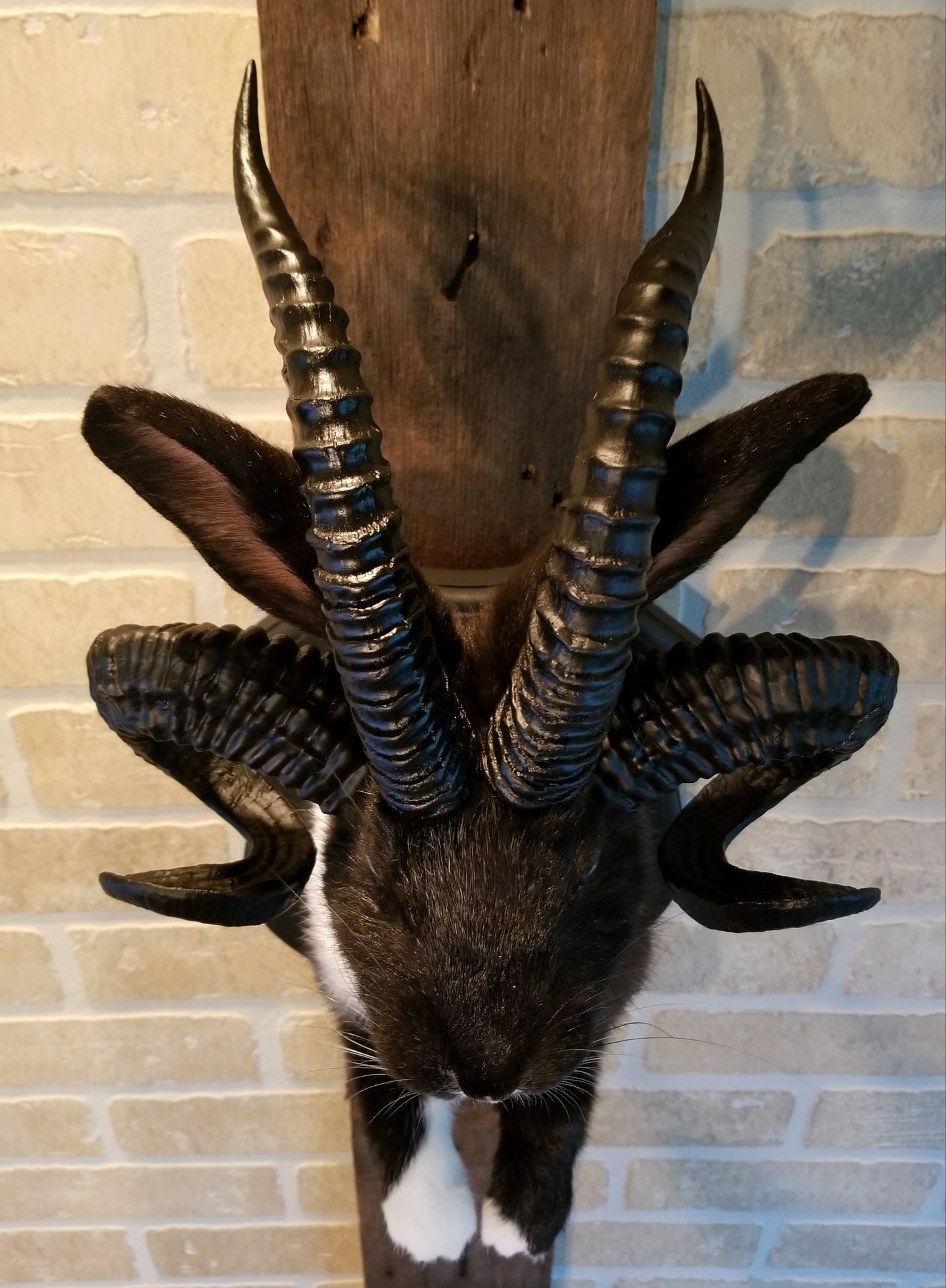 Black and White Jackalope taxidermy with 4 horns