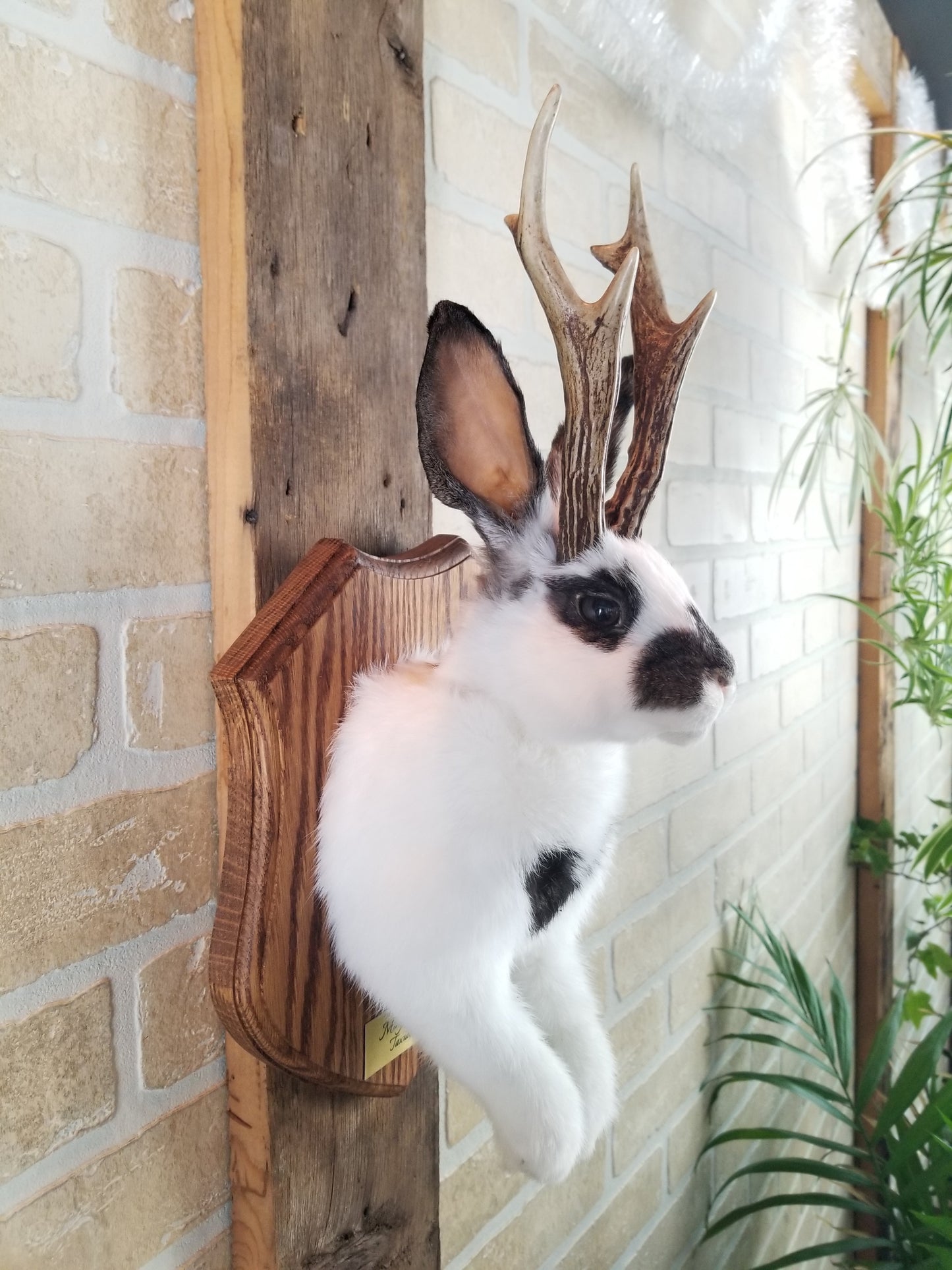 Taxidermie de Jackalope blanc et marron avec vrai panache et yeux brun.
