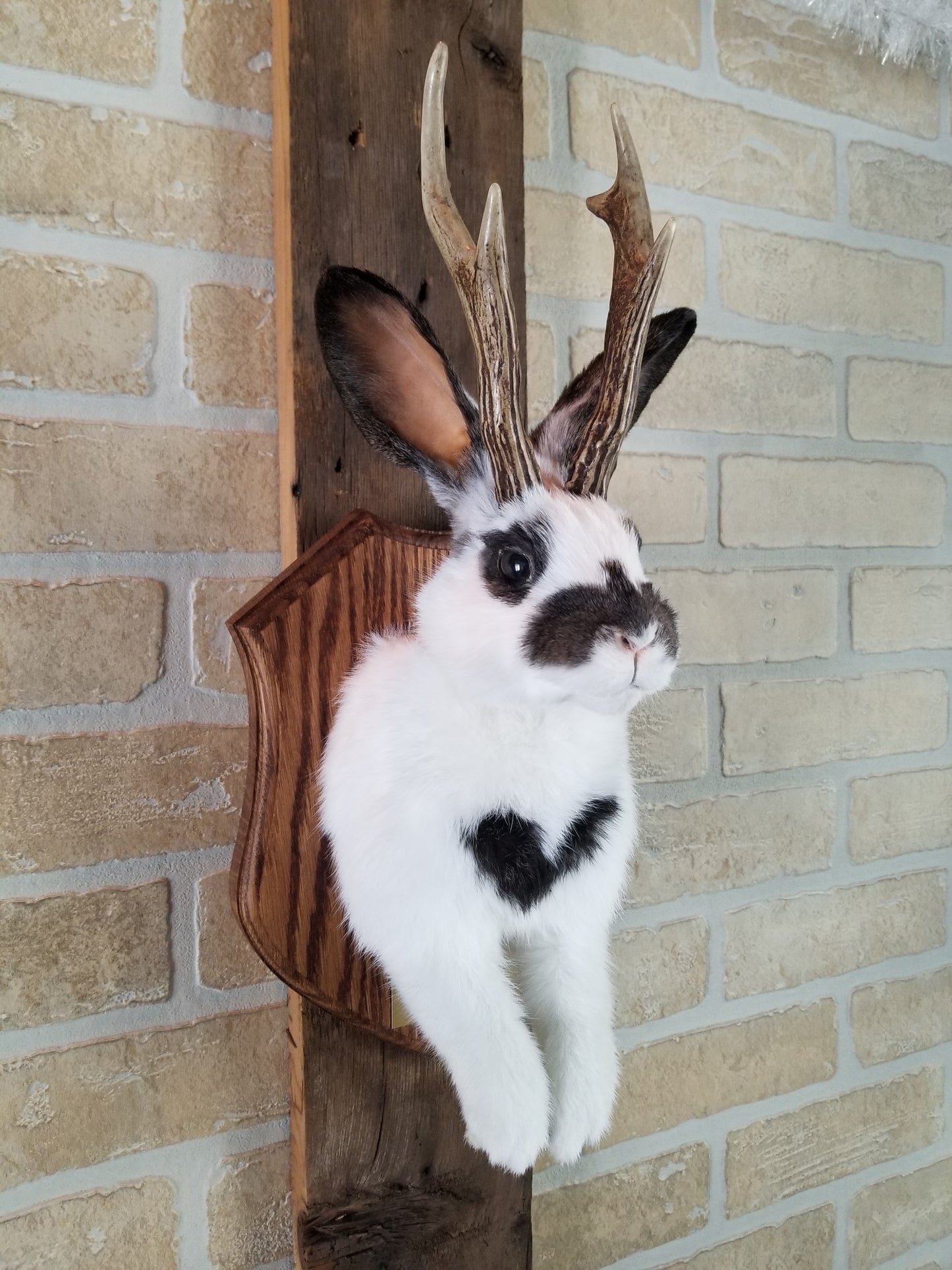 Taxidermie de Jackalope blanc et marron avec vrai panache et yeux brun.