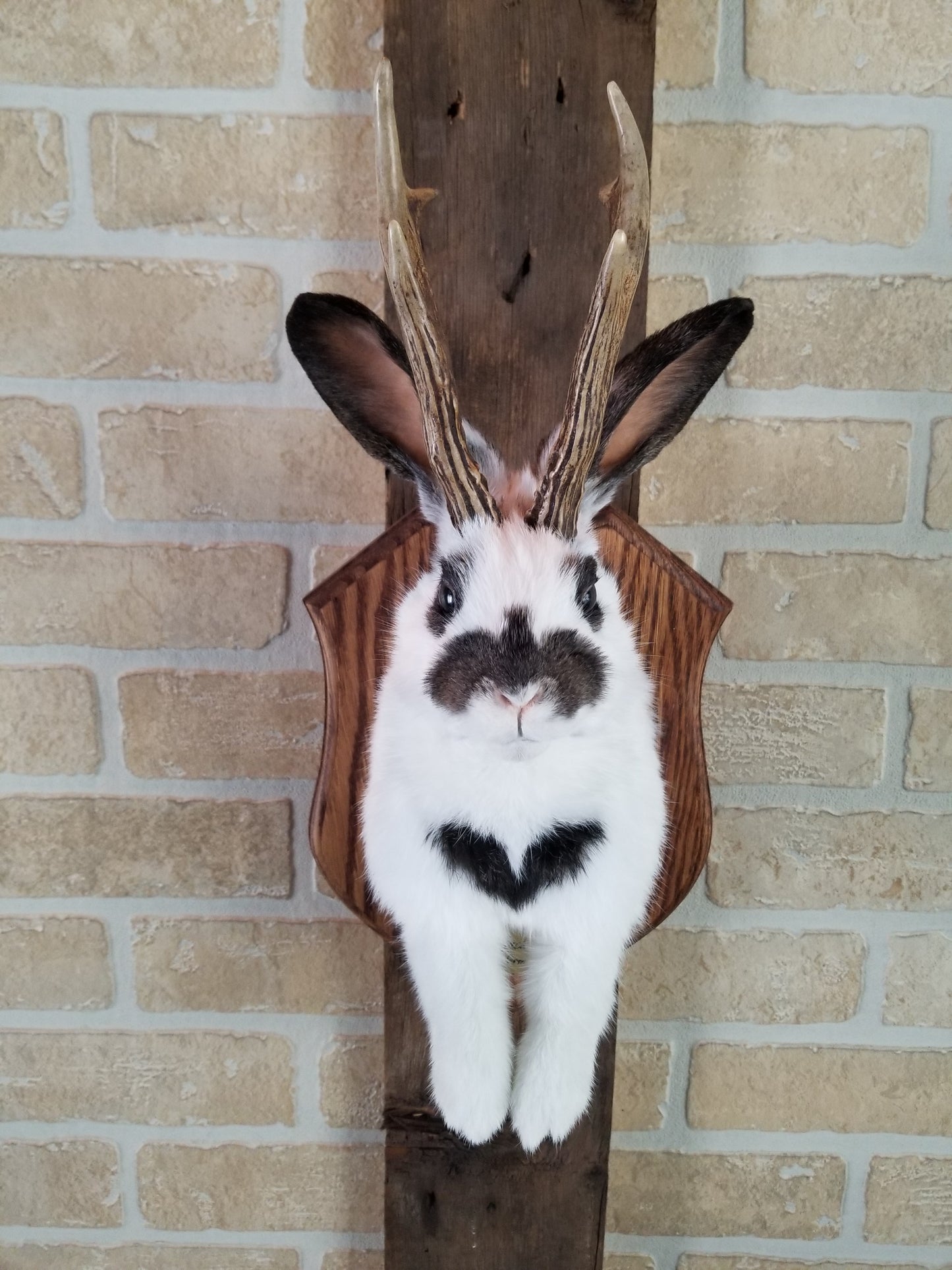 Taxidermie de Jackalope blanc et marron avec vrai panache et yeux brun.