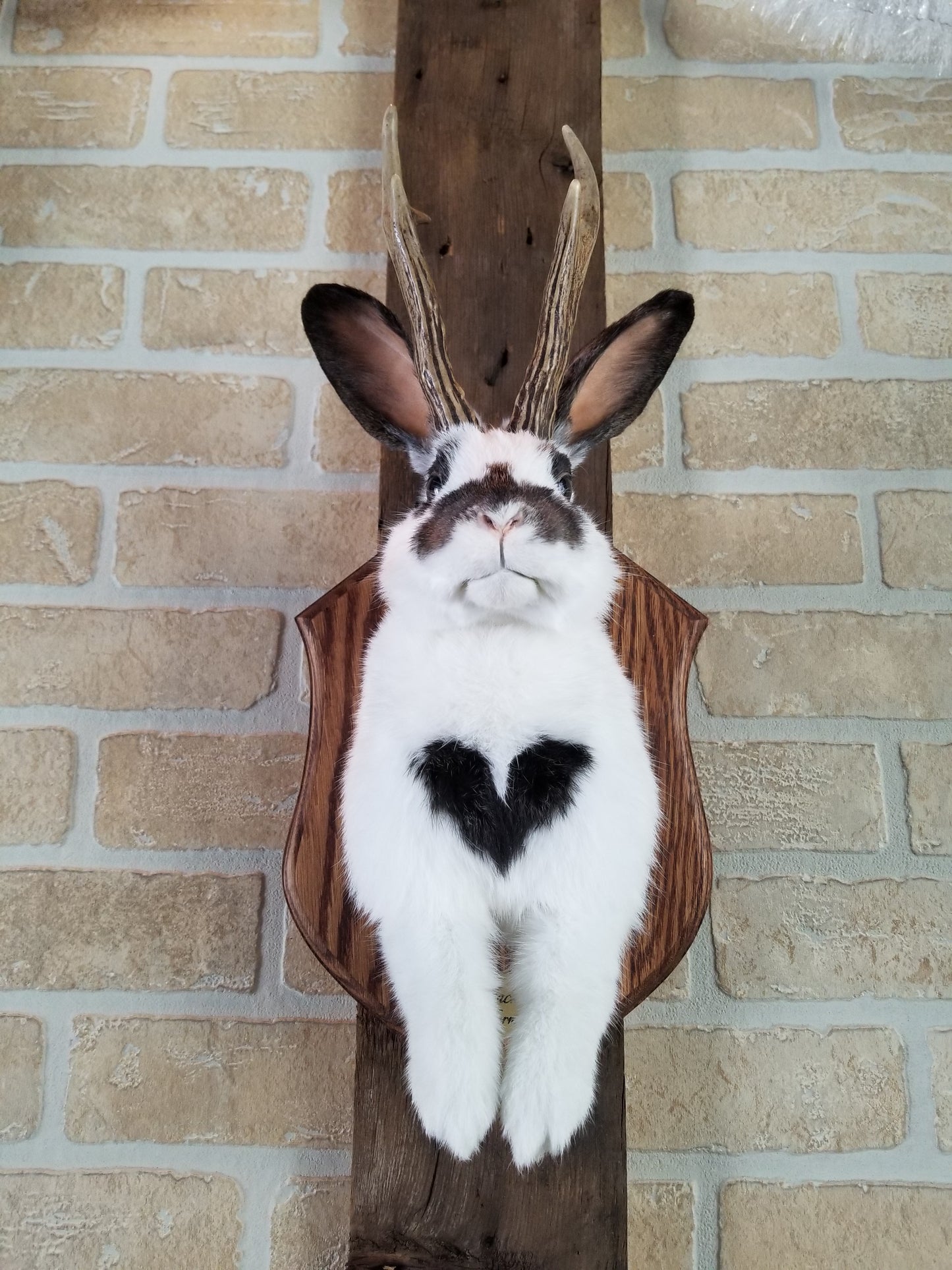 Taxidermie de Jackalope blanc et marron avec vrai panache et yeux brun.