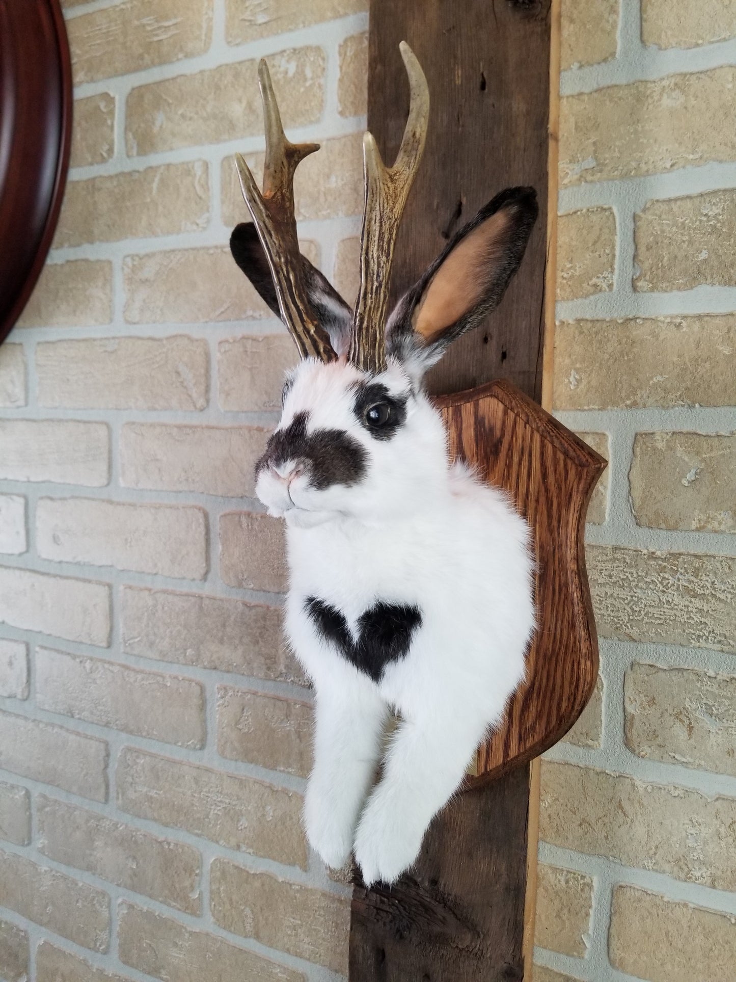 Taxidermie de Jackalope blanc et marron avec vrai panache et yeux brun.