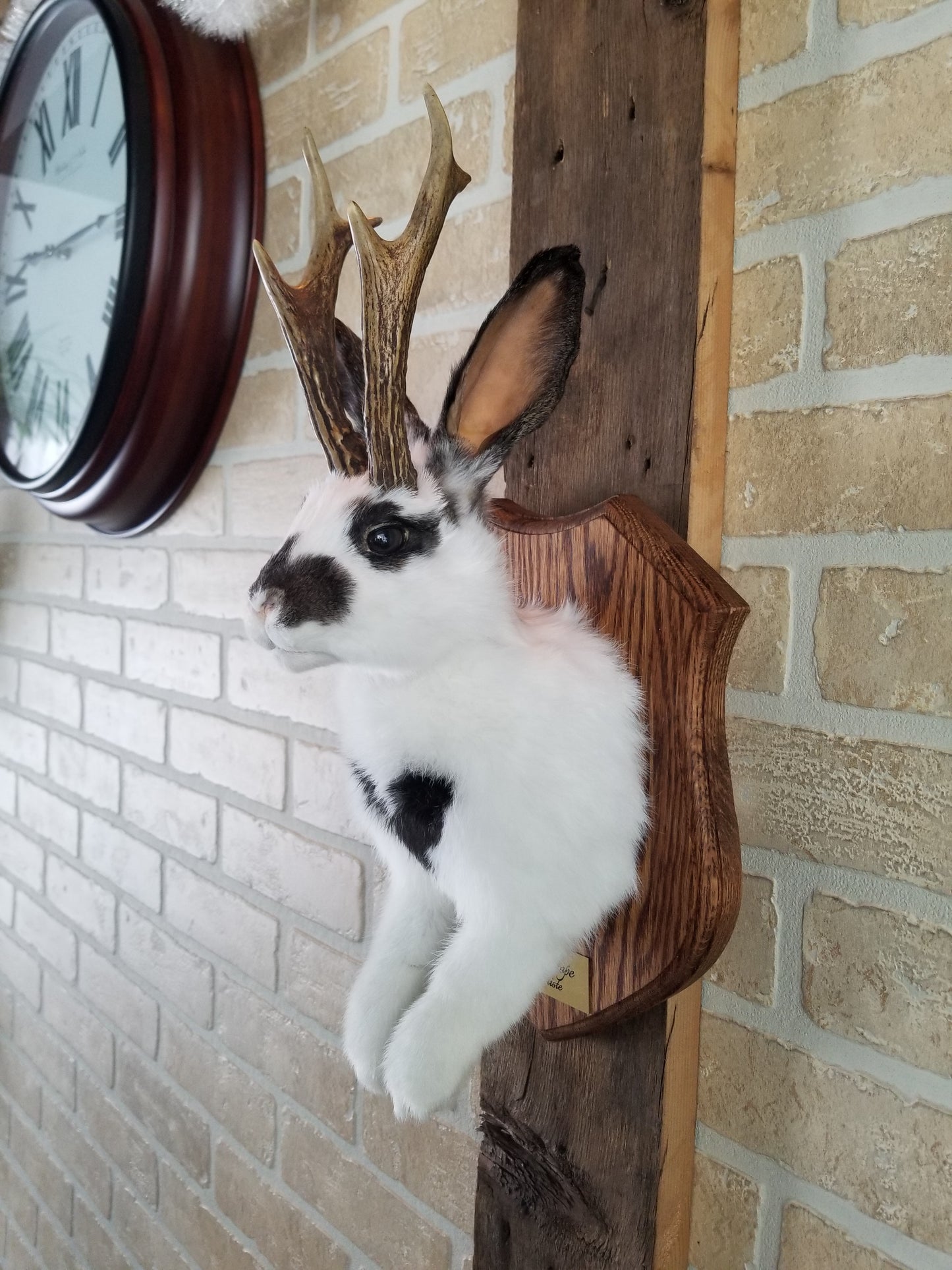 Taxidermie de Jackalope blanc et marron avec vrai panache et yeux brun.