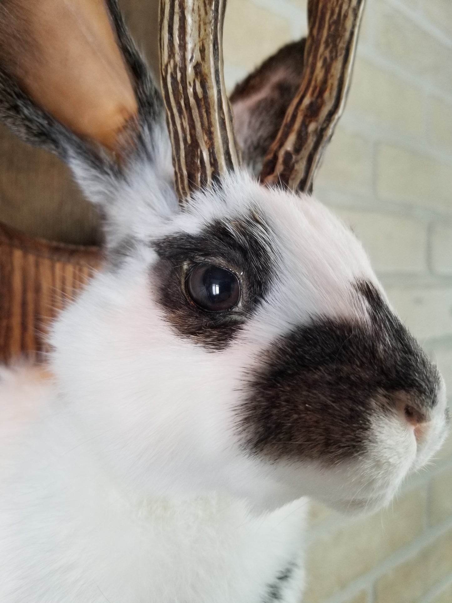 Taxidermie de Jackalope blanc et marron avec vrai panache et yeux brun.