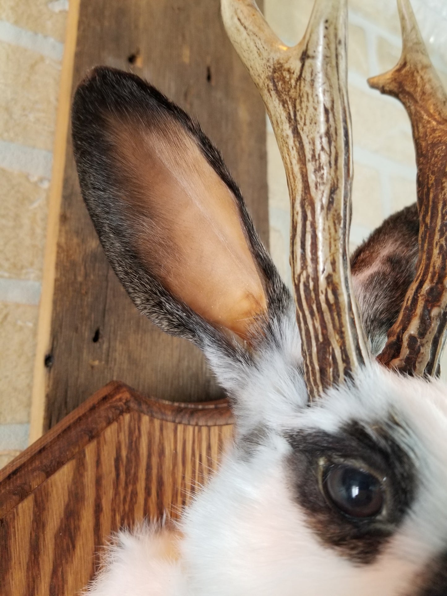 Taxidermie de Jackalope blanc et marron avec vrai panache et yeux brun.